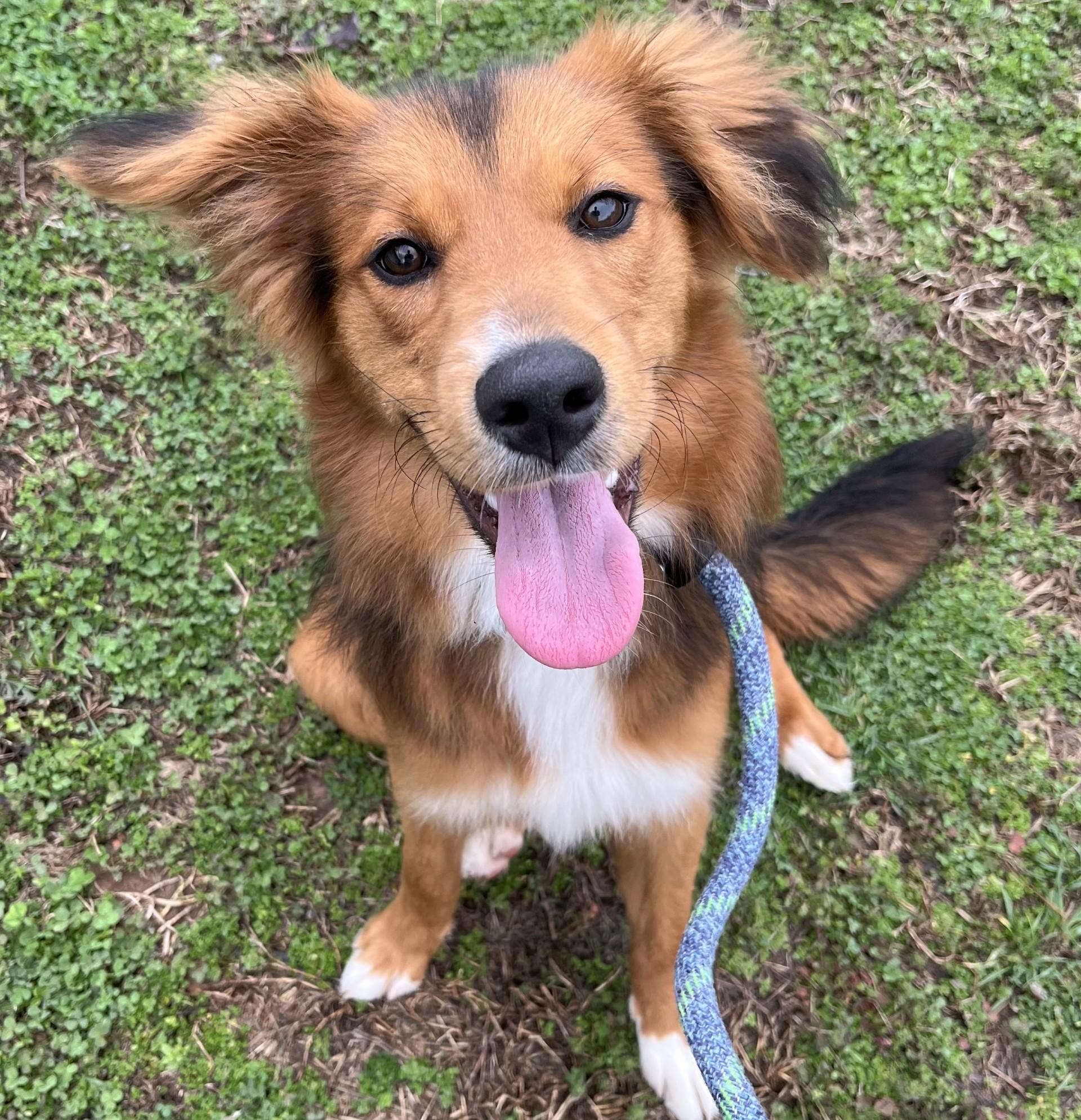 Enlarge Tilly, a ADOPTABLE mixed breed in Farmington, MO image 3/3