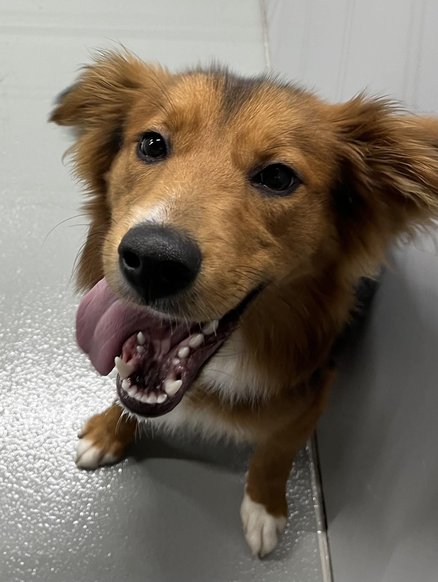 Enlarge Tilly, a ADOPTABLE mixed breed in Farmington, MO image 2/3