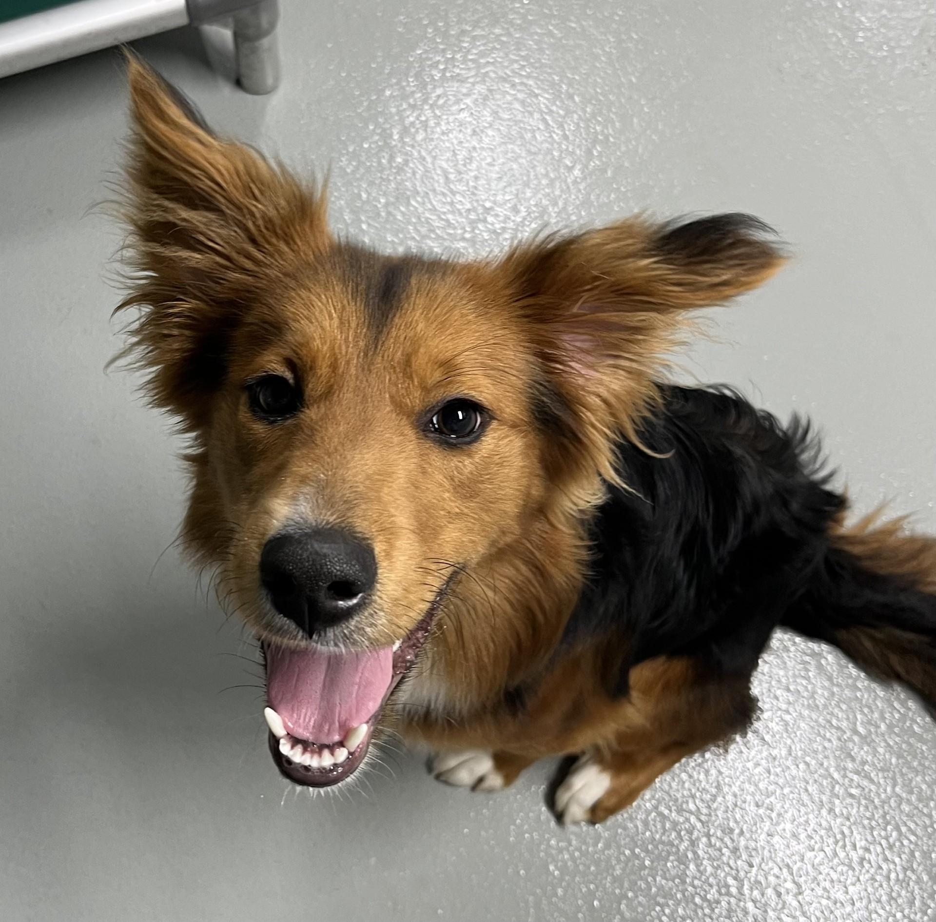 Enlarge Tilly, a ADOPTABLE mixed breed in Farmington, MO image 1/3