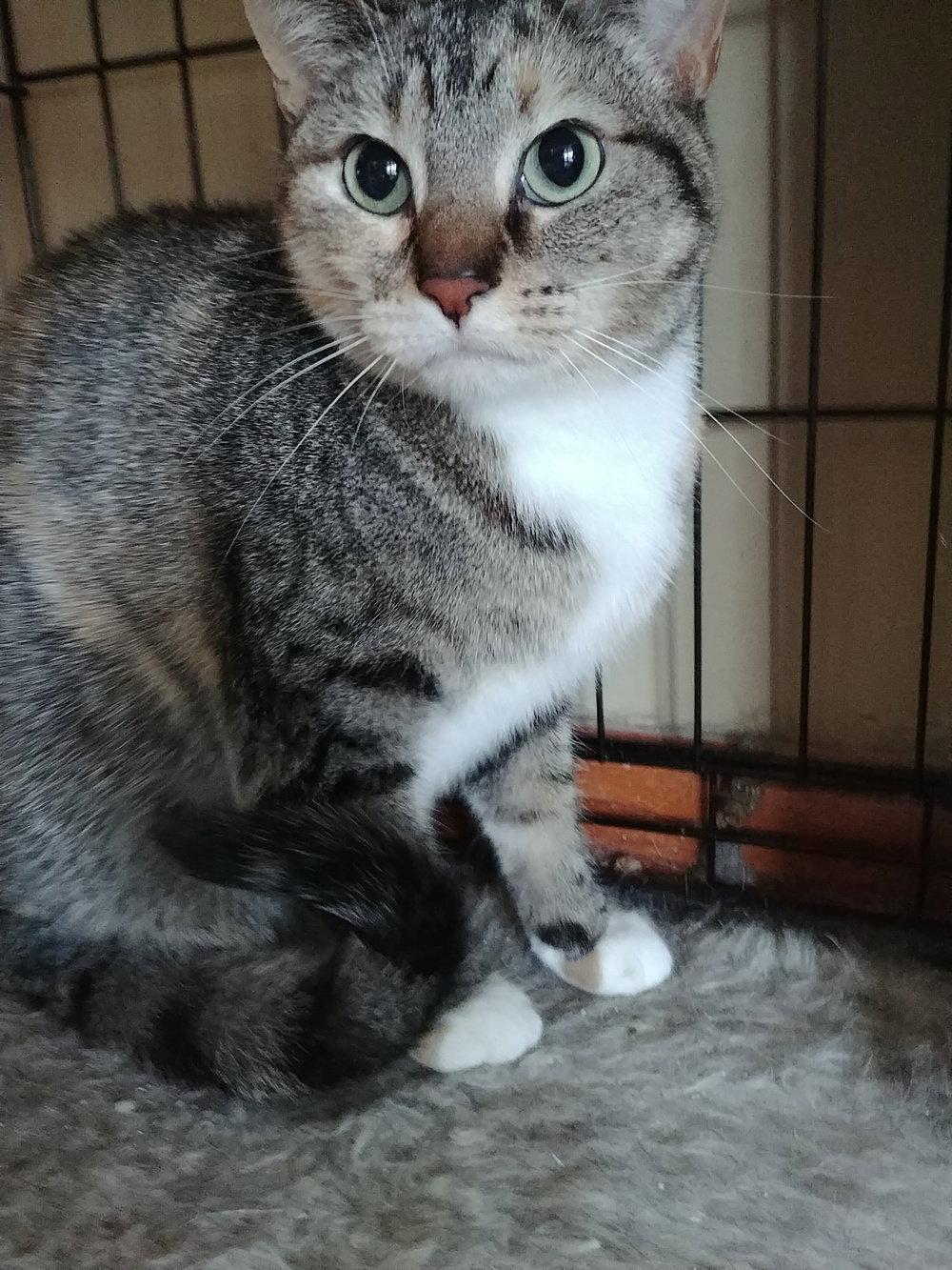 Petunia, a Adopted mixed breed in South Saint Paul, MN image 2/3