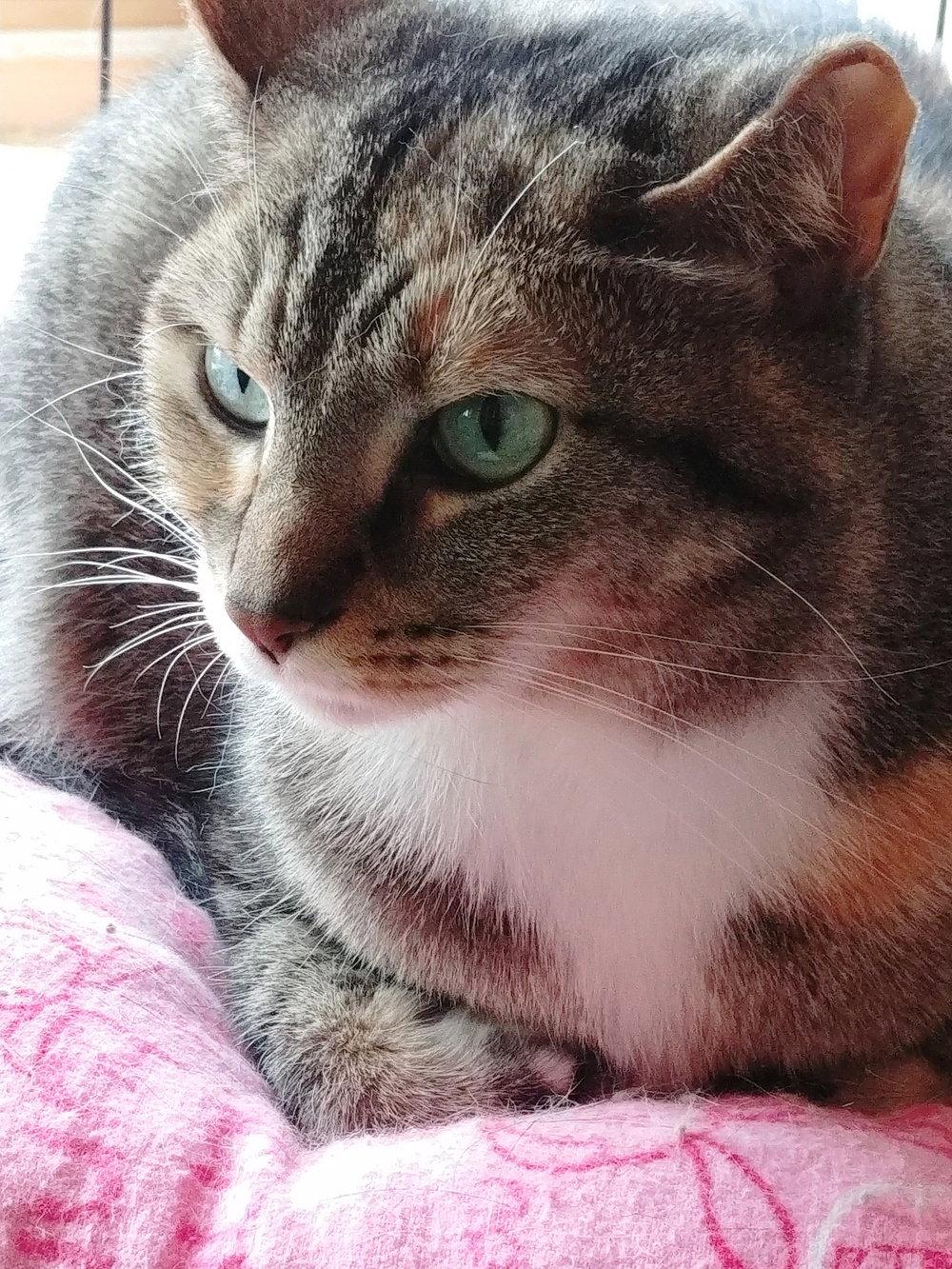 Petunia, a Adopted mixed breed in South Saint Paul, MN image 3/3