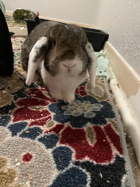 Lily, Adoptable, Adult Female Holland Lop.