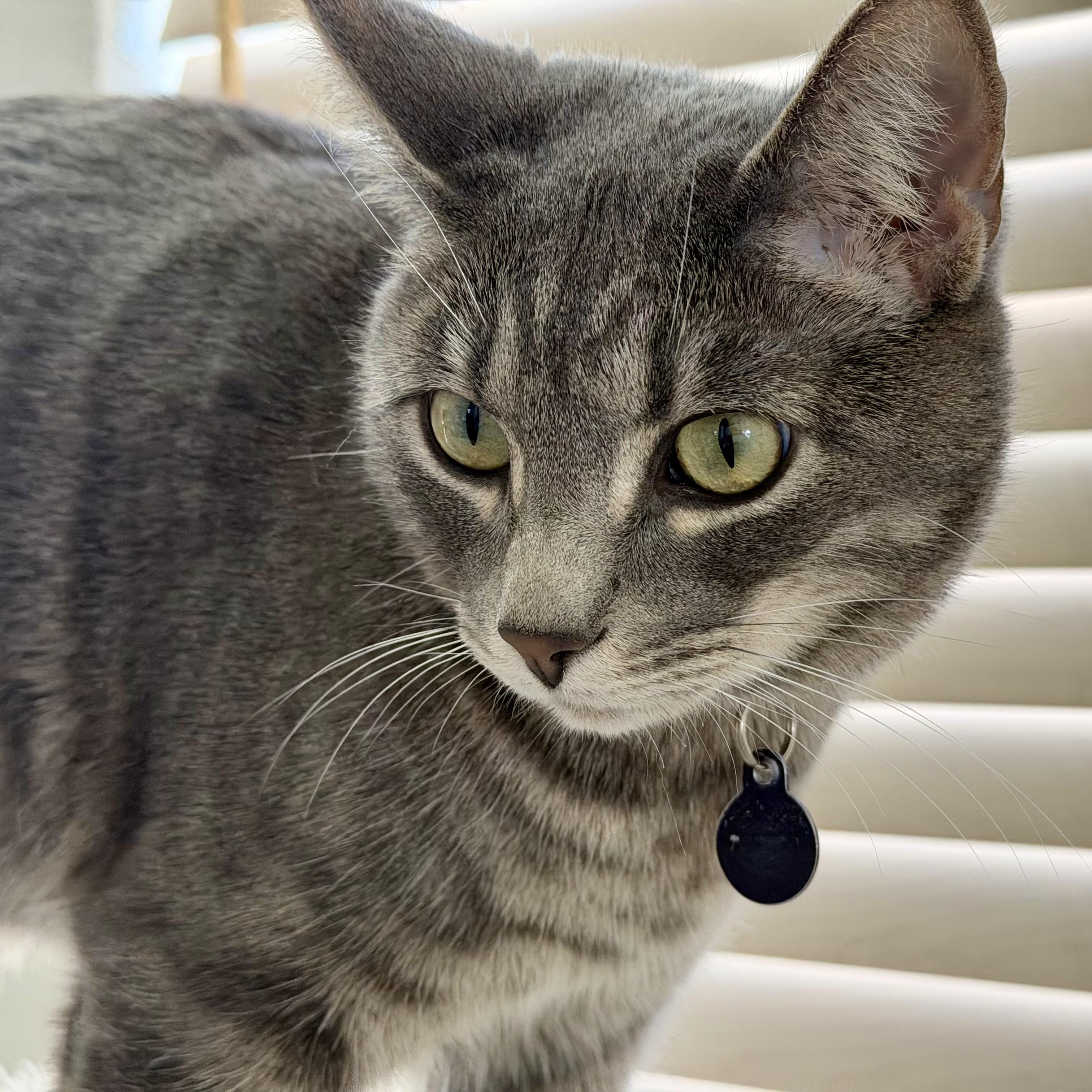 Enlarge Cuattro (silver tabby), a Adoptable Domestic Short Hair in Allen, TX image 6/6