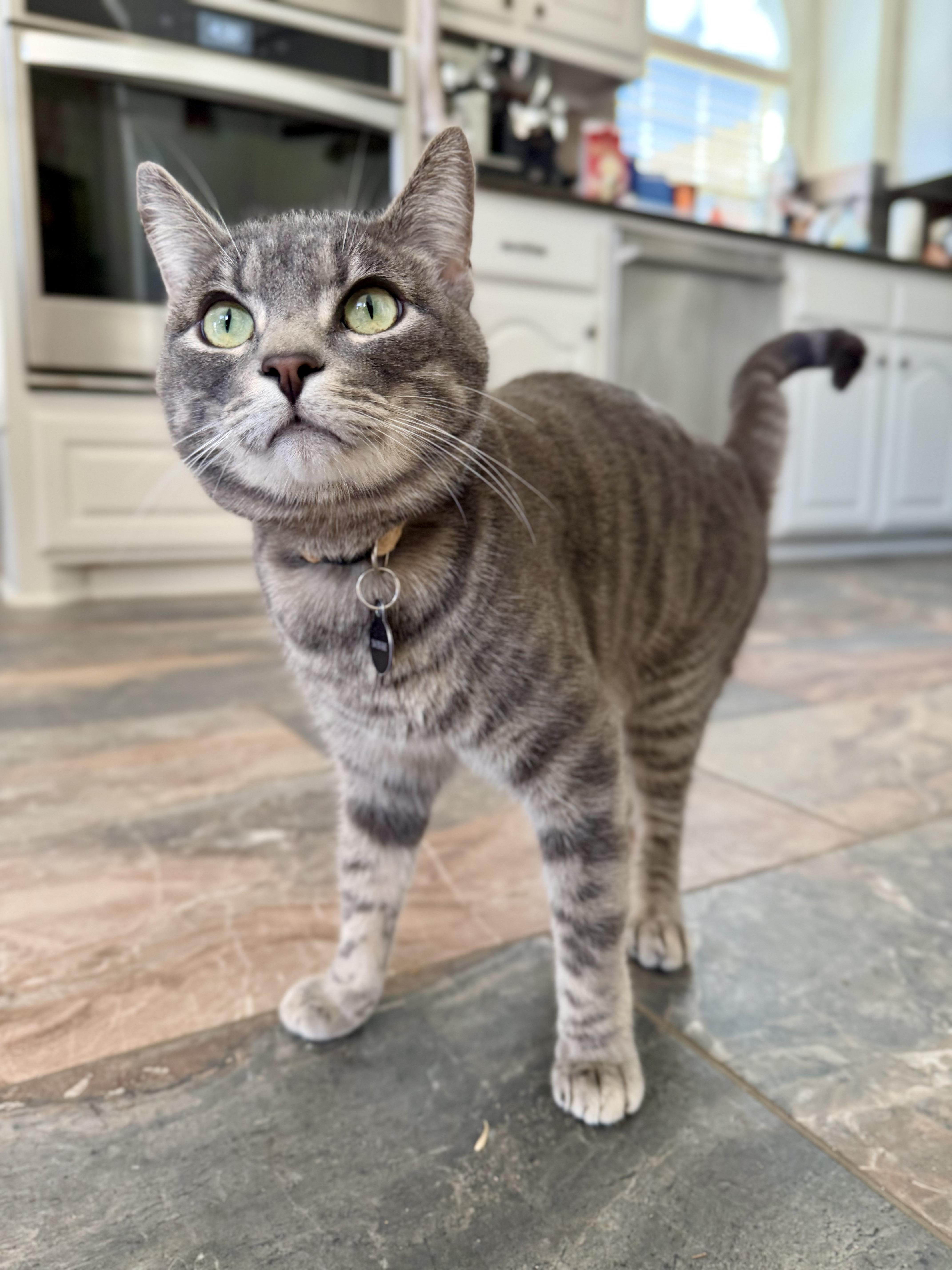 Cuattro (silver tabby), Adoptable, Adult Male Domestic Short Hair.