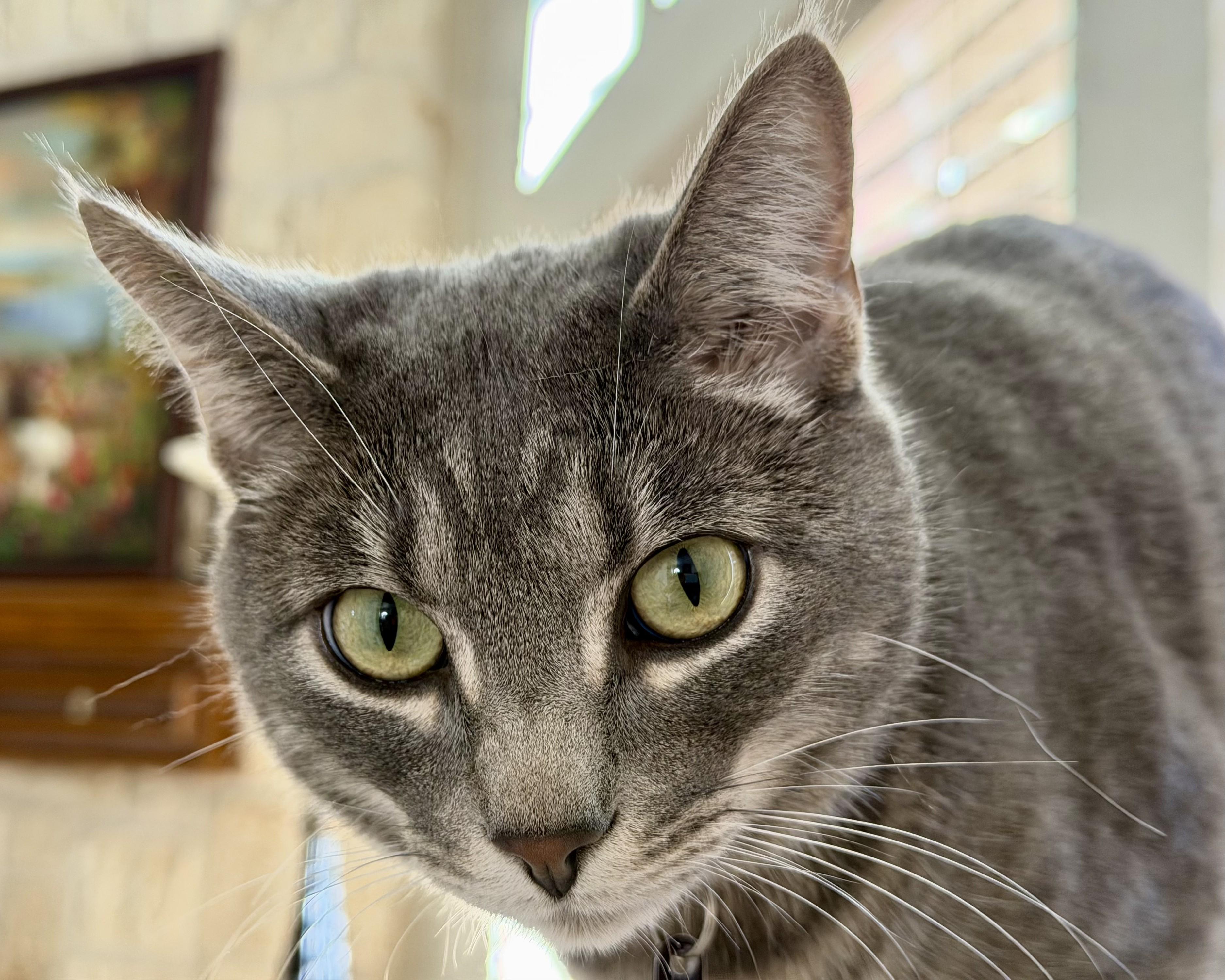 Enlarge Cuattro (silver tabby), a Adoptable Domestic Short Hair in Allen, TX image 2/6