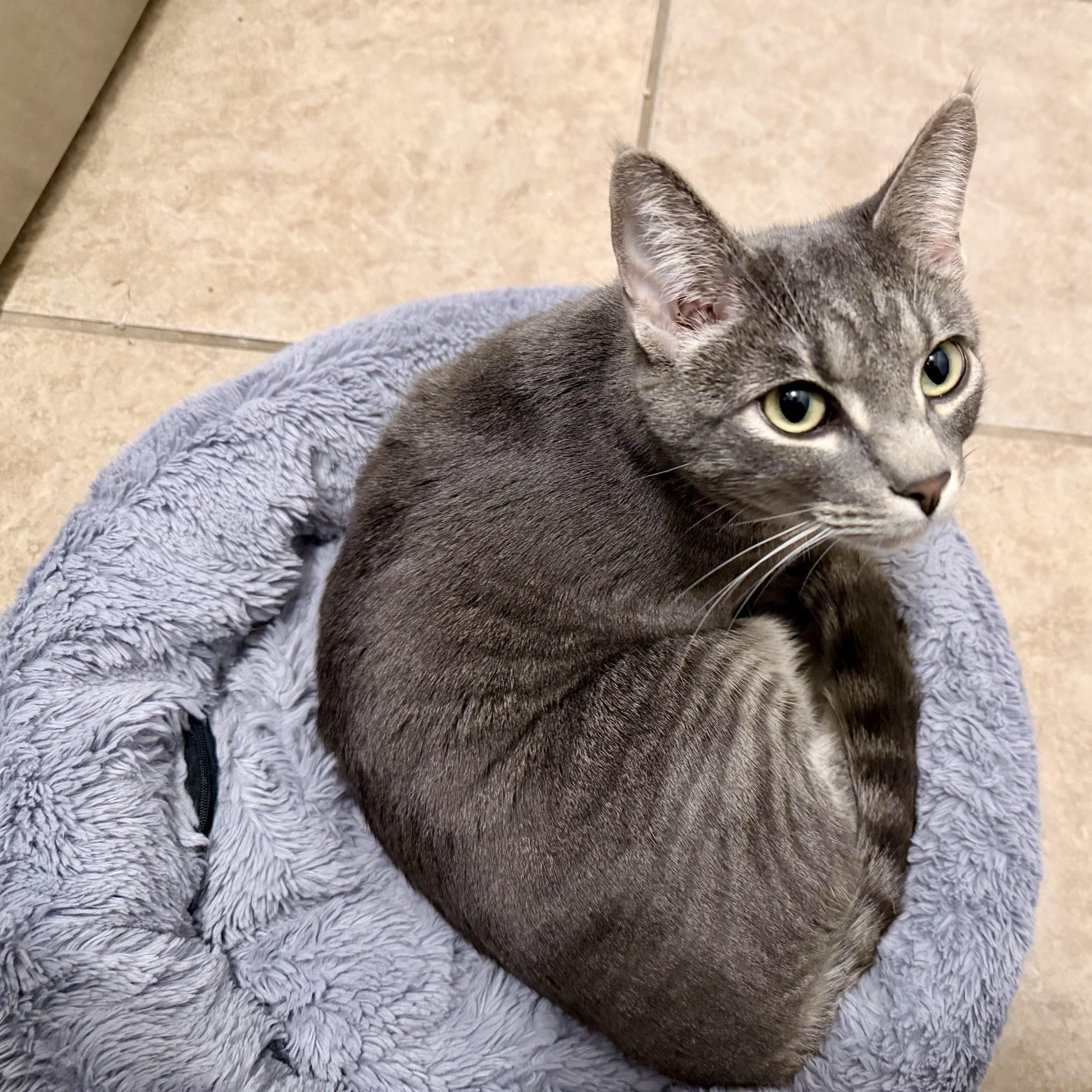 Enlarge Cuattro (silver tabby), a Adoptable Domestic Short Hair in Allen, TX image 4/6