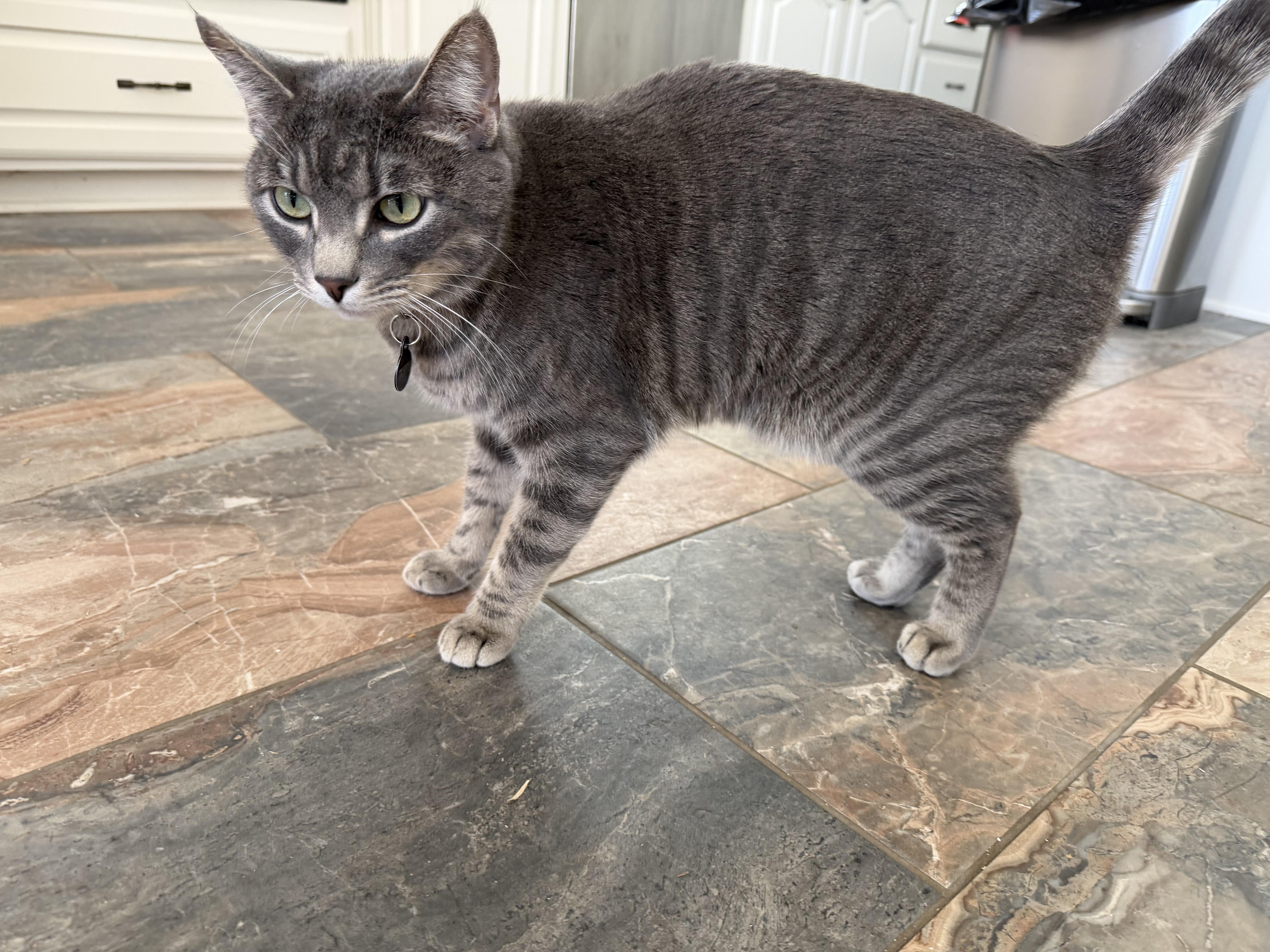 Enlarge Cuattro (silver tabby), a Adoptable Domestic Short Hair in Allen, TX image 5/6