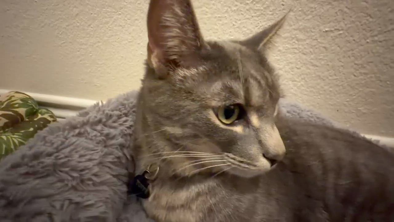 Enlarge Cuattro (silver tabby), a Adoptable Domestic Short Hair in Allen, TX video 3/6