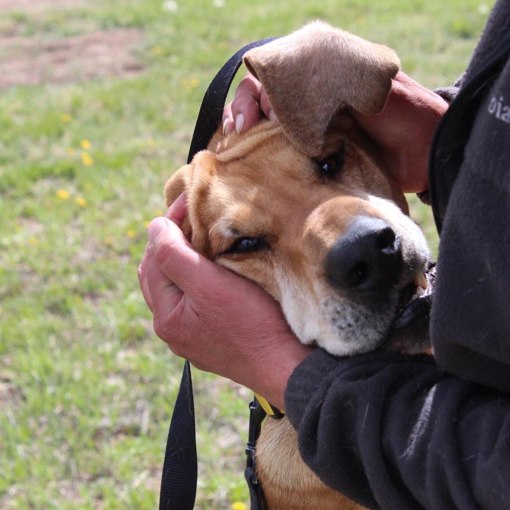 Rufus, a Adoptable Hound in Pagosa Springs, CO image 1/5