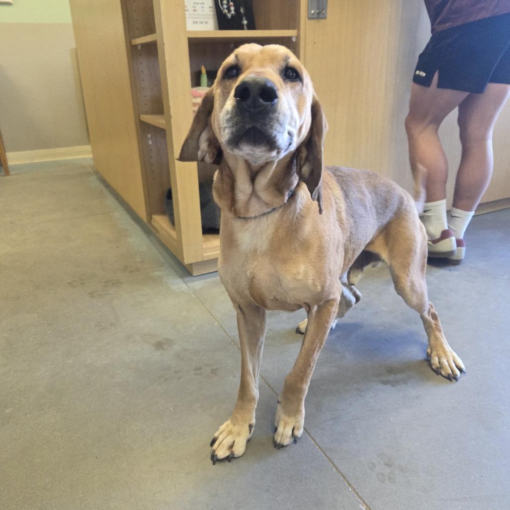 Rufus, a Adoptable Hound in Pagosa Springs, CO image 2/5