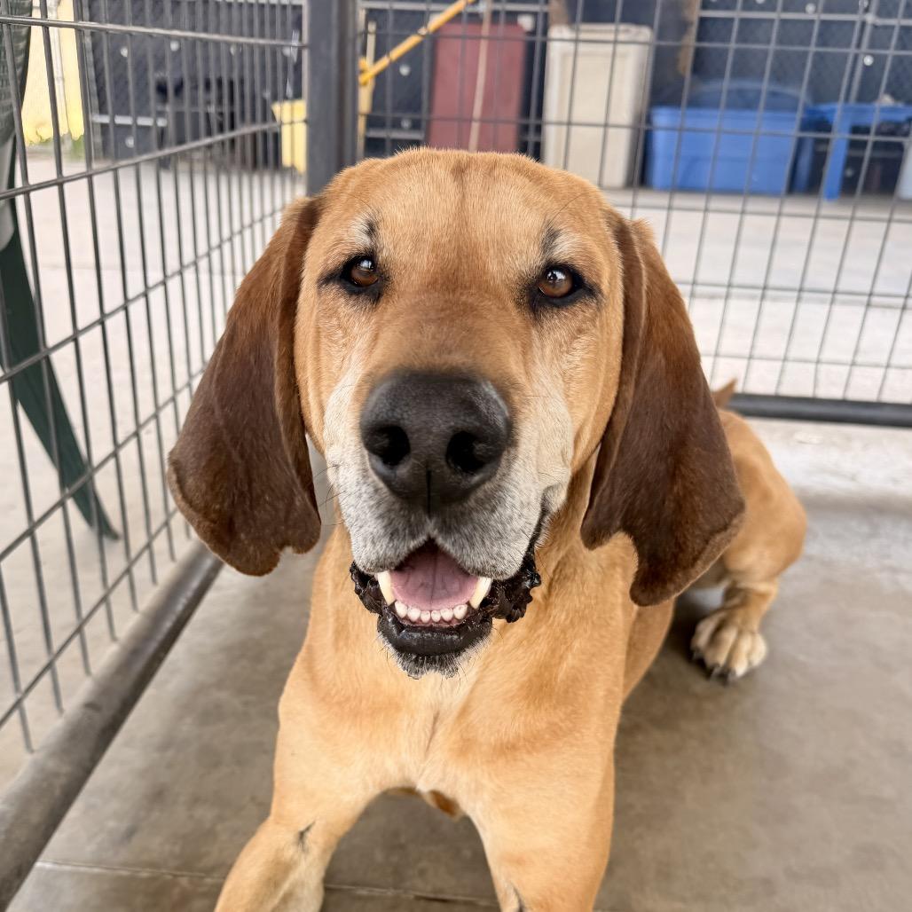 Rufus, a Adoptable Hound in Pagosa Springs, CO image 3/5