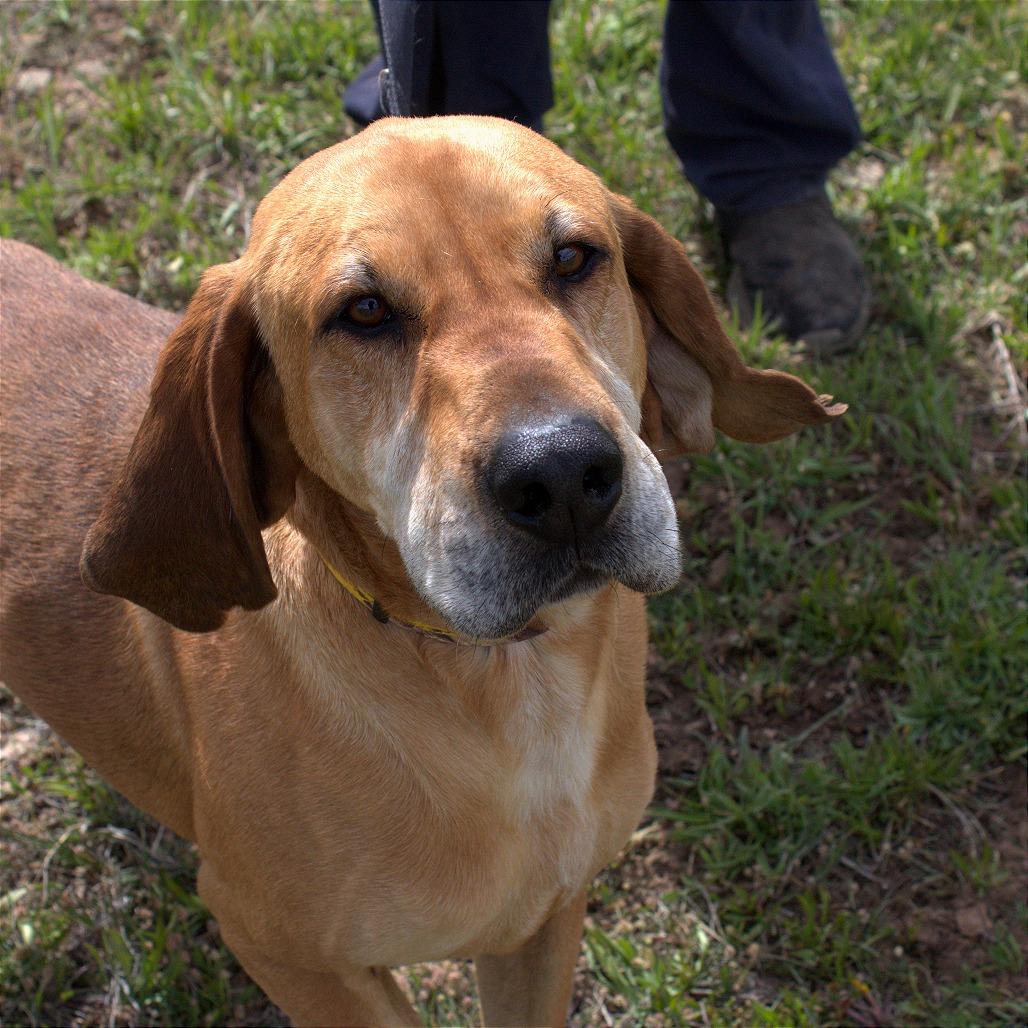 Rufus, a Adoptable Hound in Pagosa Springs, CO image 4/5