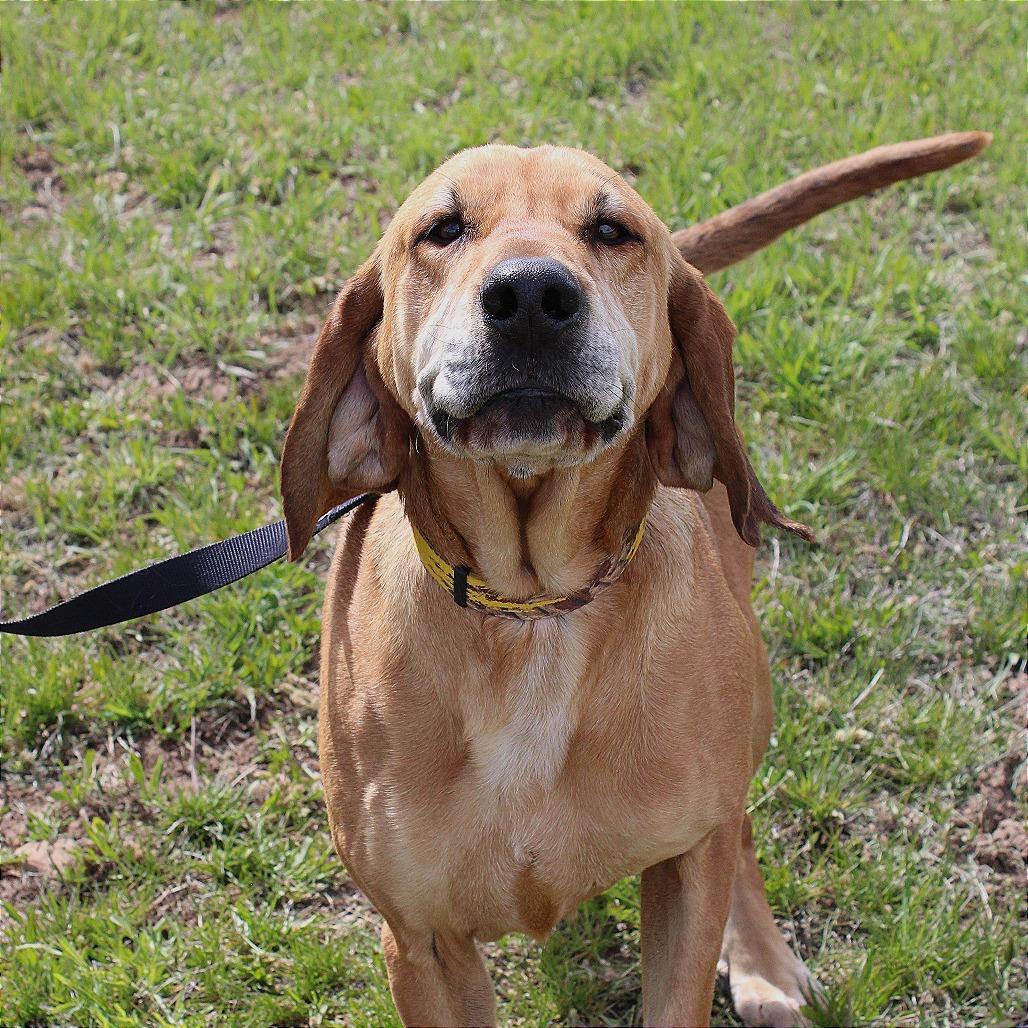 Rufus, a Adoptable Hound in Pagosa Springs, CO image 5/5