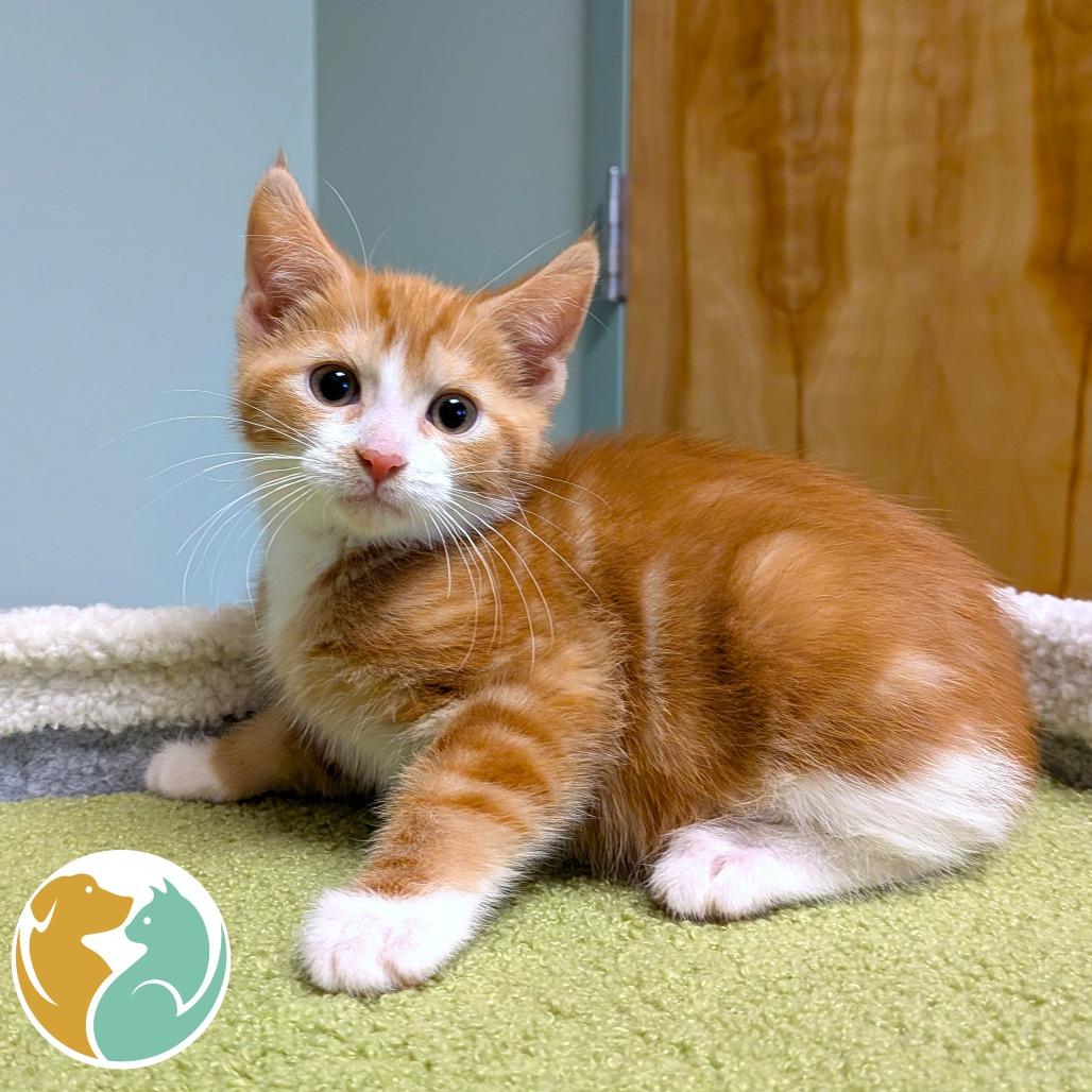 Dolly, Adoptable, Kitten Female Domestic Short Hair.