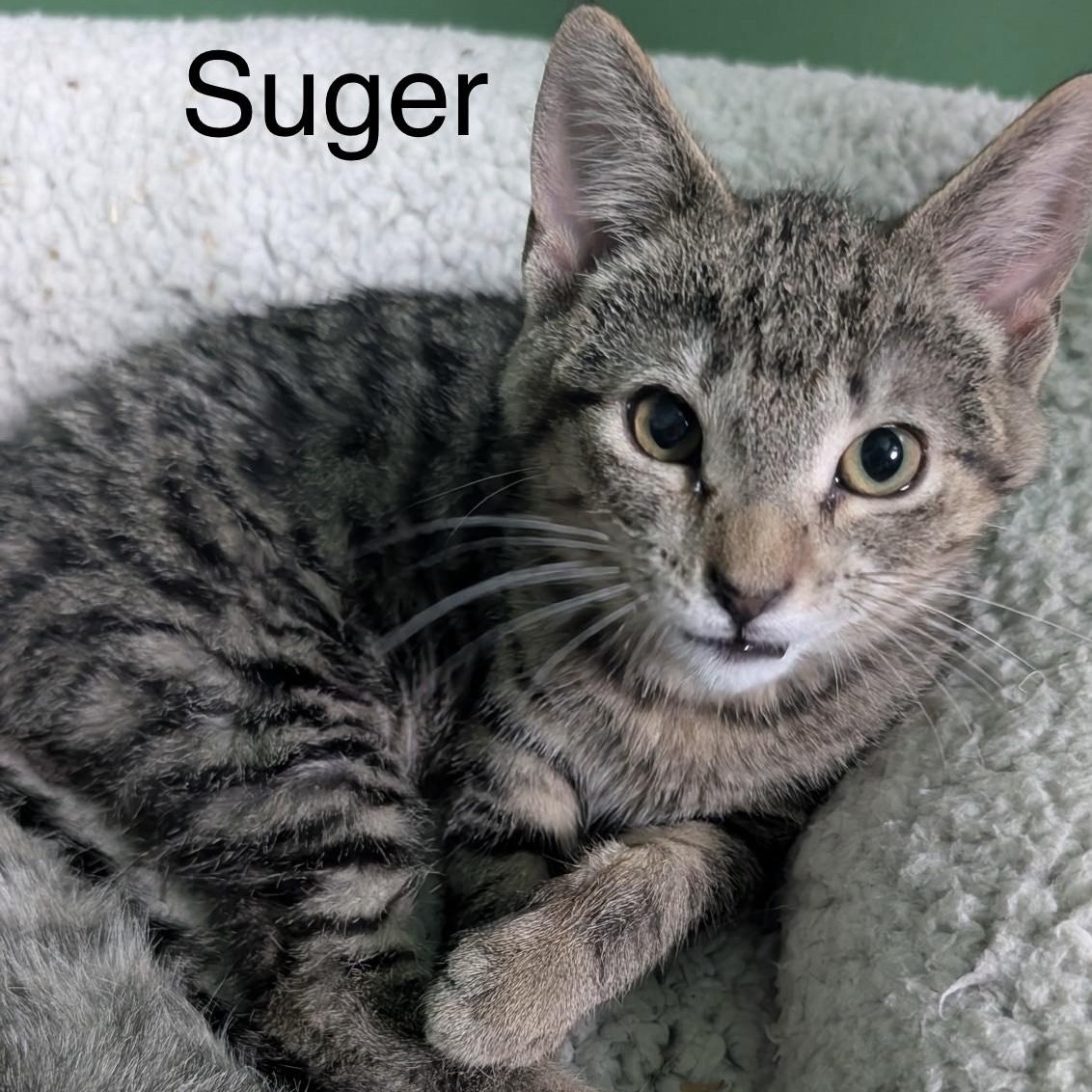 Enlarge Sugar, a Adoptable Domestic Short Hair in Menasha, WI image 1/1