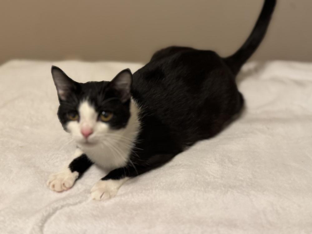 Jimmy, Adoptable, Adult Male Domestic Short Hair.