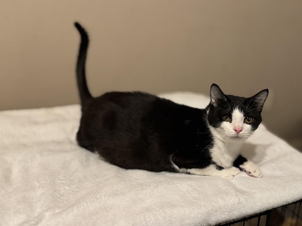 Enlarge Jimmy, a Adoptable mixed breed in Plumerville, AR image 3/3