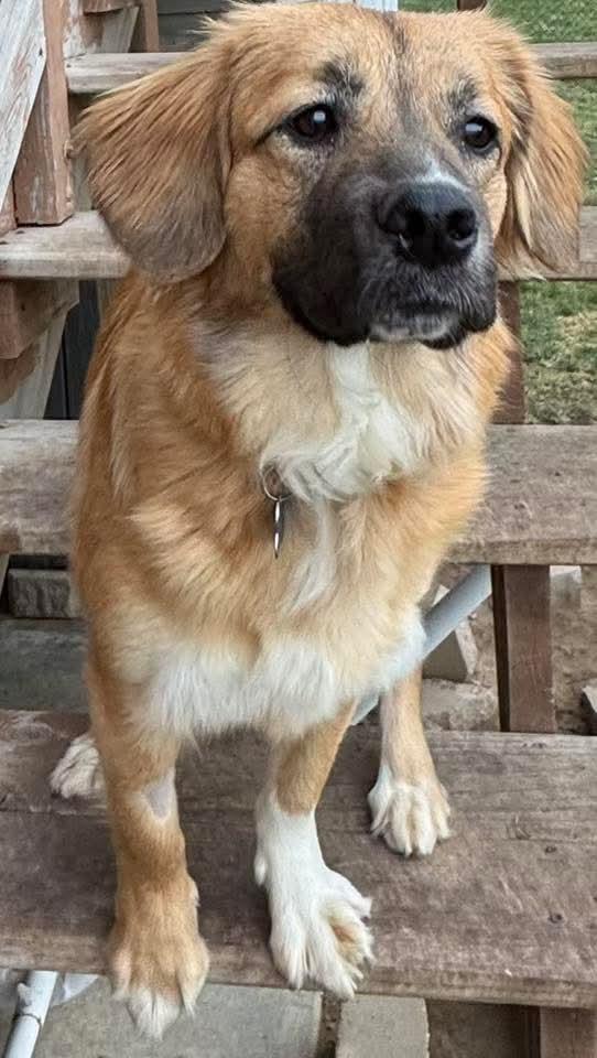 SASHA, an adopted mixed breed in Lincoln, NE image 1/6