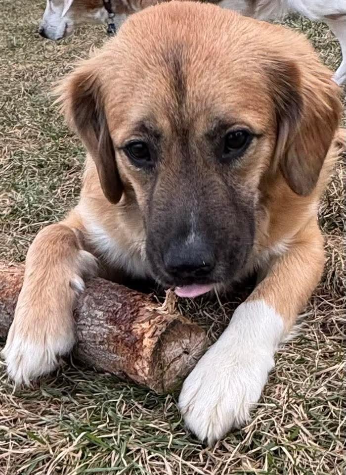 SASHA, an adopted mixed breed in Lincoln, NE image 2/6