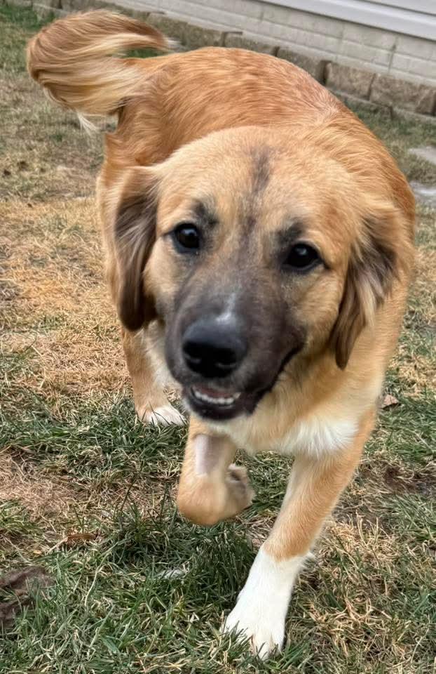 SASHA, an adopted mixed breed in Lincoln, NE image 4/6