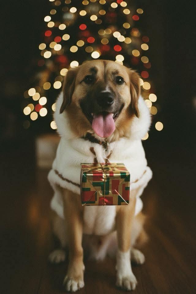 SASHA, an adopted mixed breed in Lincoln, NE image 5/6