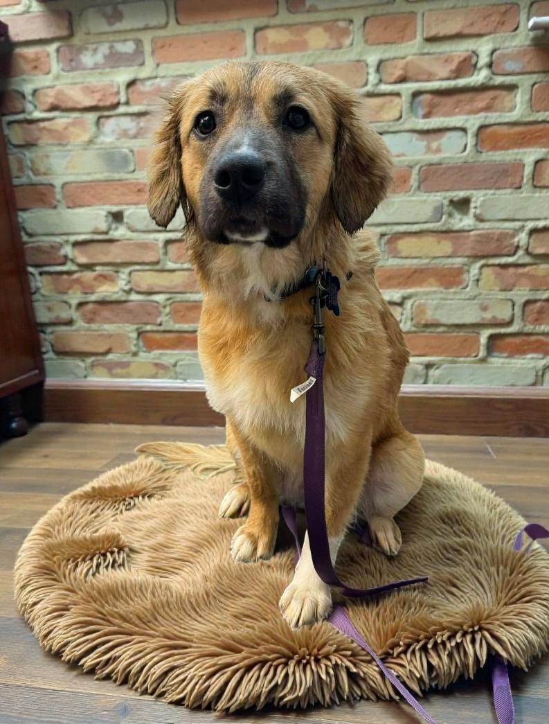 SASHA, an adopted mixed breed in Lincoln, NE image 6/6