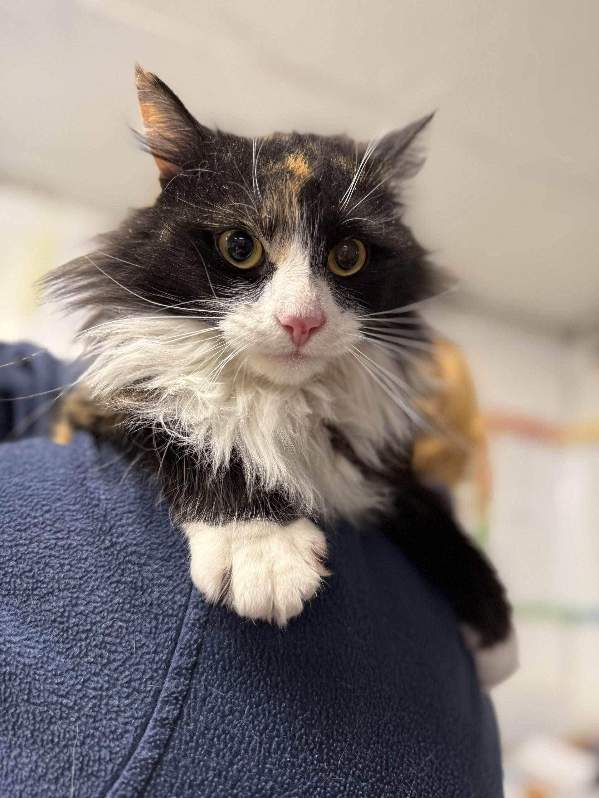 Lavinia, ADOPTABLE, Adult Female Domestic Long Hair.