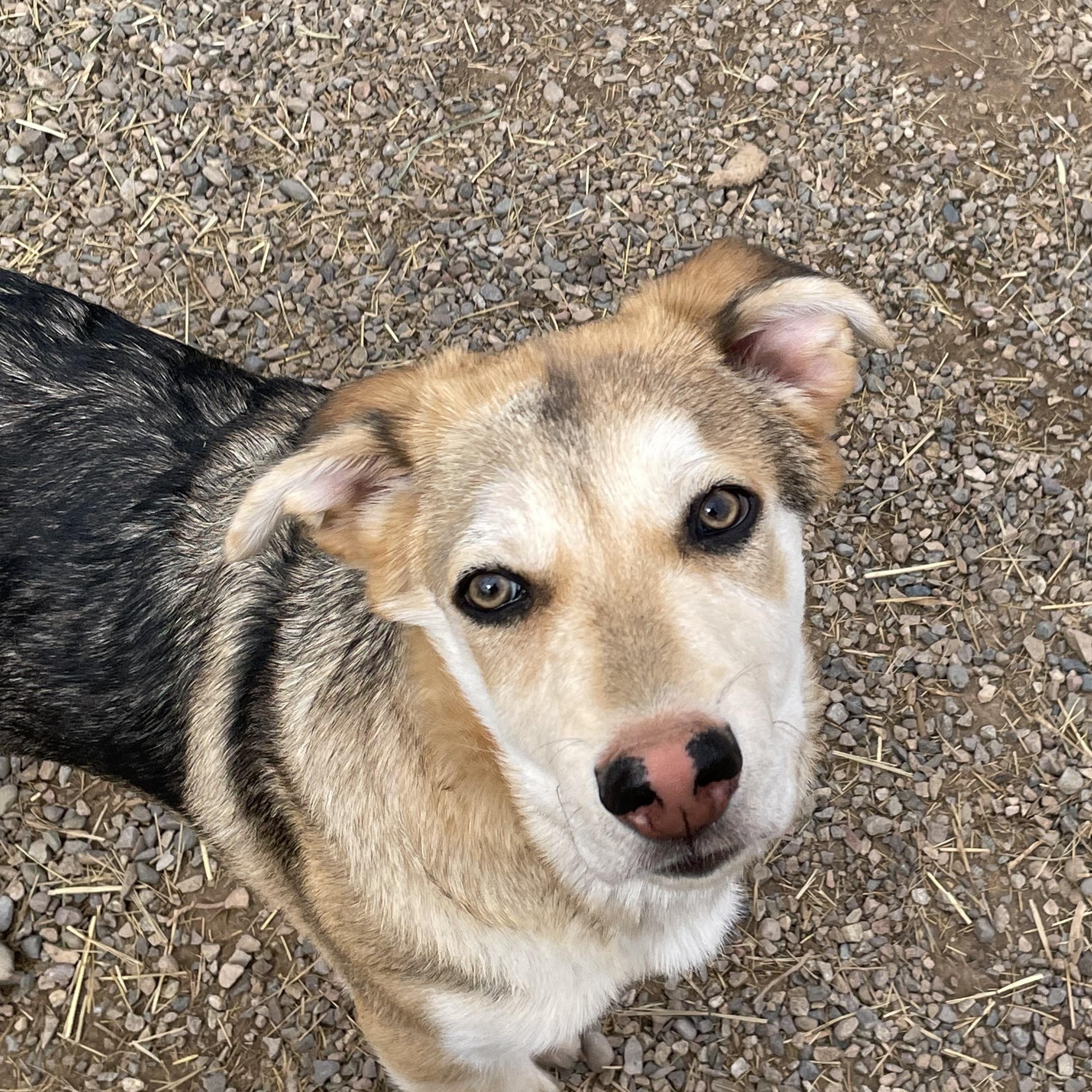 Michaelangelo, a Adoptable mixed breed in Durango, CO image 2/2