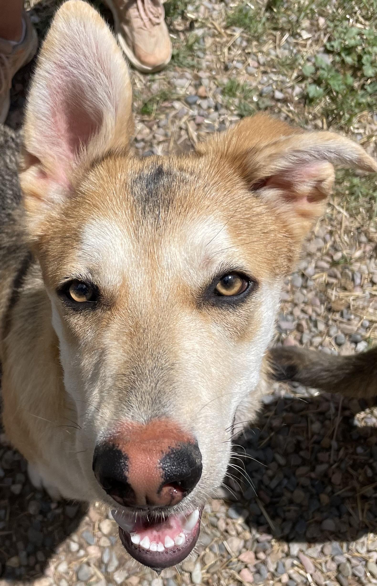 Michaelangelo, Adoptable, Young Female Carolina Dog & Husky.