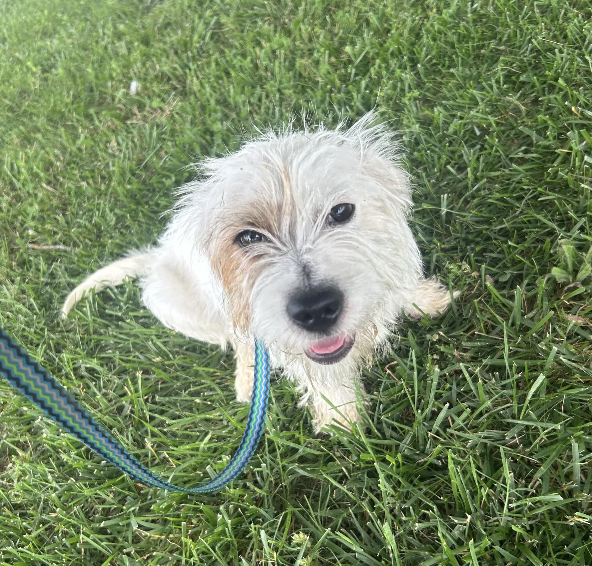 Gidget, an adopted mixed breed in Siloam Springs, AR image 1/6