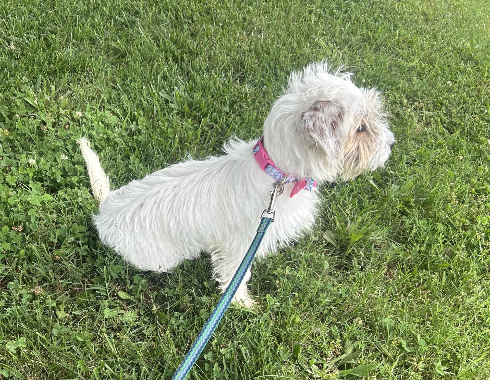 Gidget, an adopted mixed breed in Siloam Springs, AR image 4/6