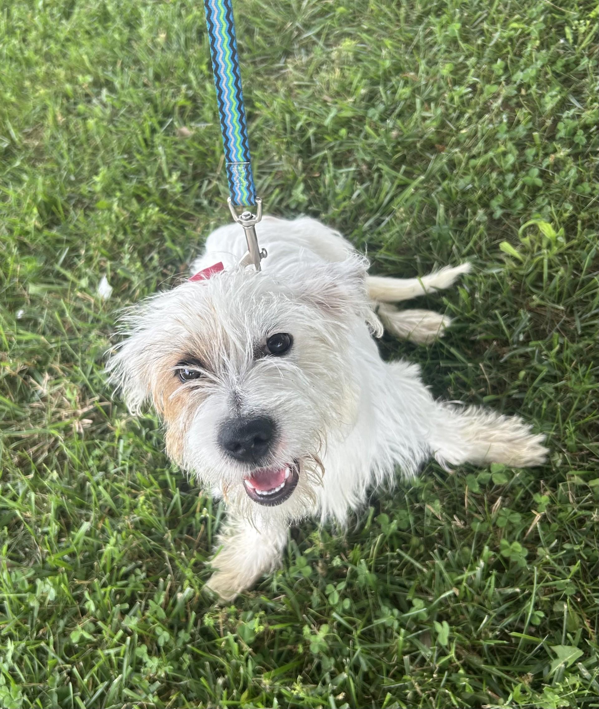 Gidget, an adopted mixed breed in Siloam Springs, AR image 5/6
