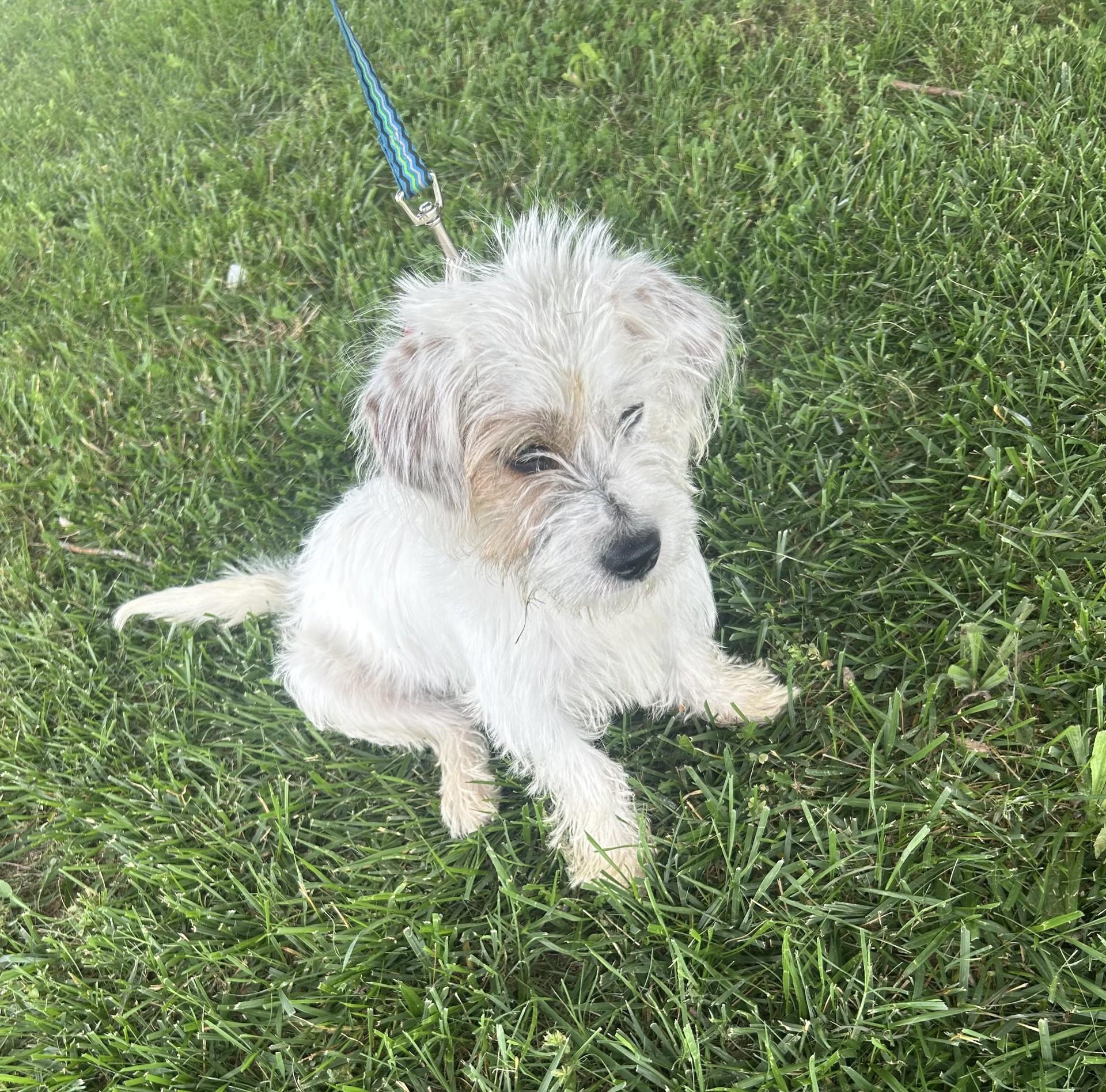 Gidget, an adopted mixed breed in Siloam Springs, AR image 2/6