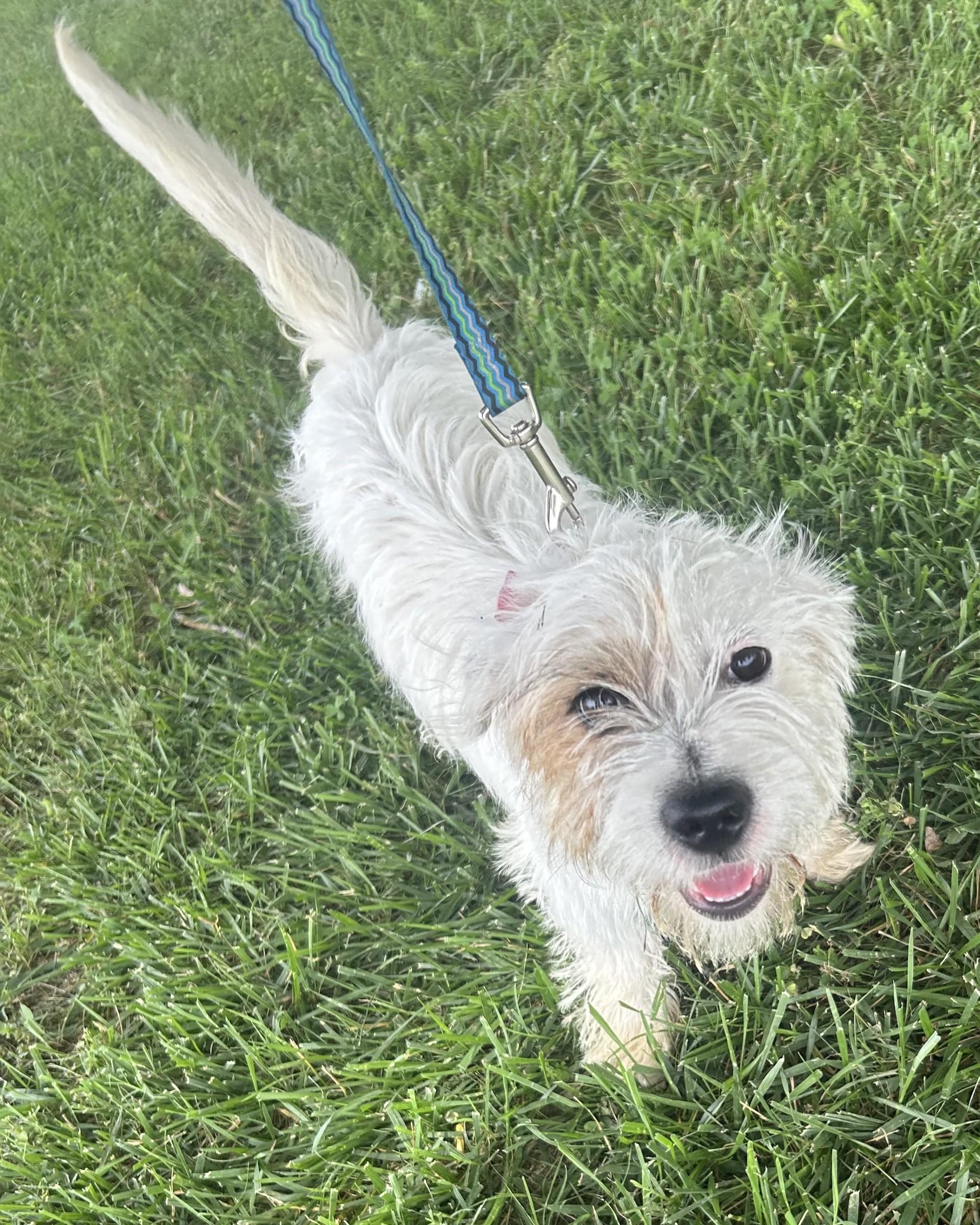 Gidget, an adopted mixed breed in Siloam Springs, AR image 3/6