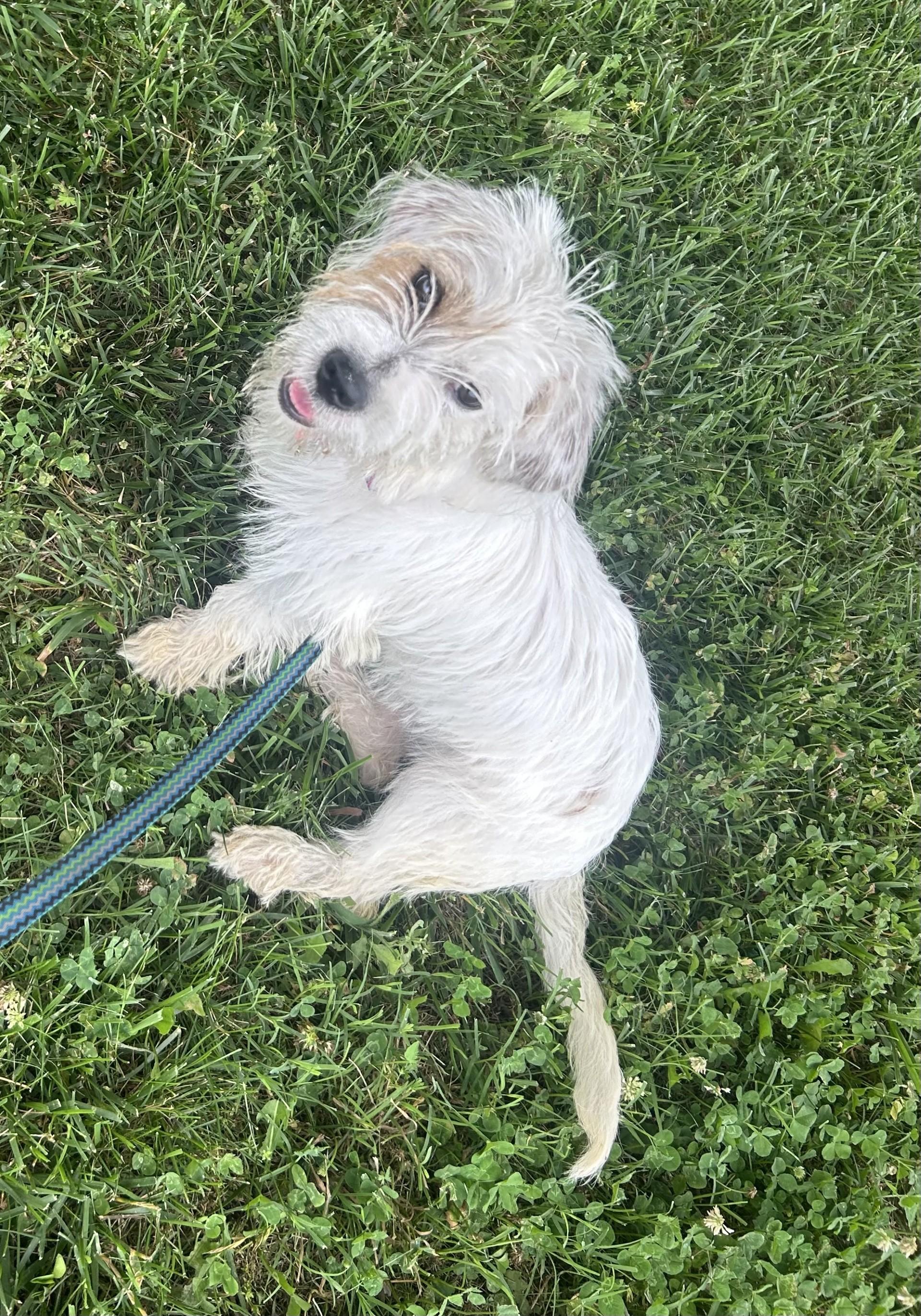 Gidget, an adopted mixed breed in Siloam Springs, AR image 6/6