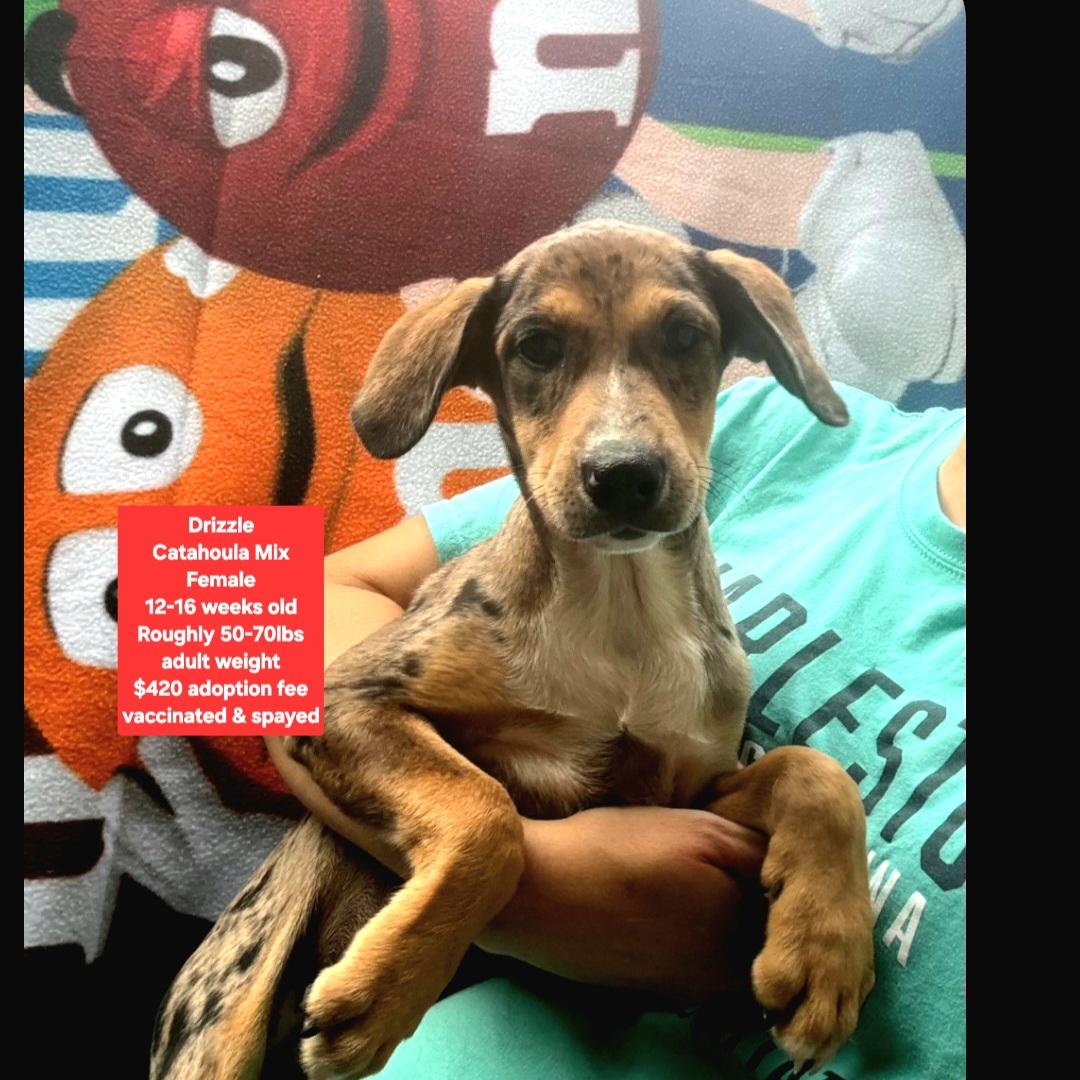 Enlarge Drizzle, a ADOPTABLE mixed breed in Oviedo, FL image 1/1