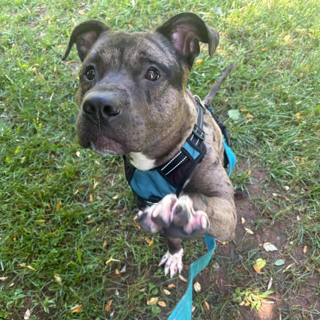 Oso, Adoptable, Adult Male Pit Bull Terrier & Catahoula Leopard Dog.