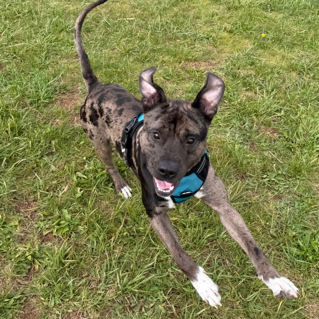 Oso, Adoptable, Adult Male Pit Bull Terrier & Catahoula Leopard Dog.