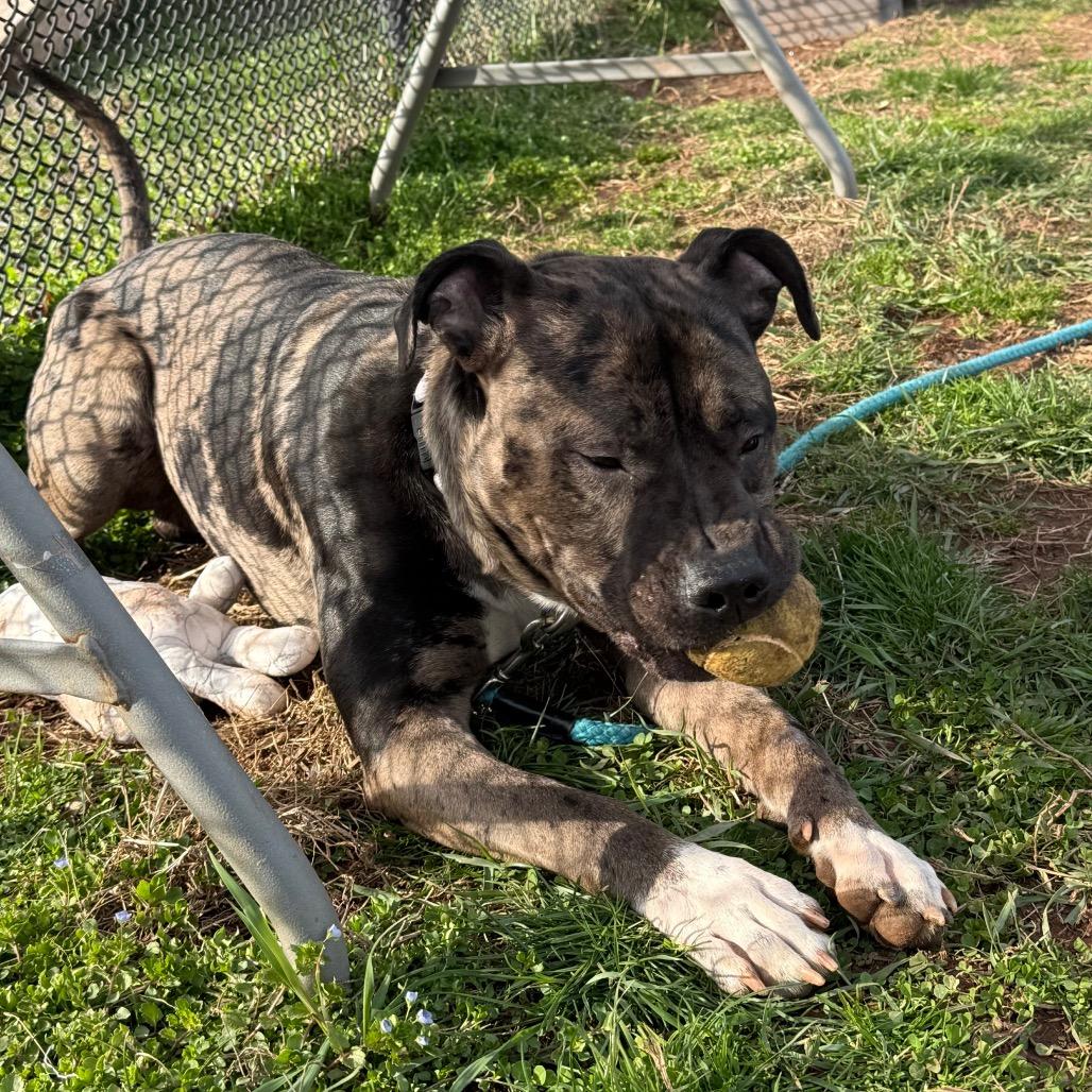 Enlarge Oso, a Adoptable mixed breed in York, PA image 2/6