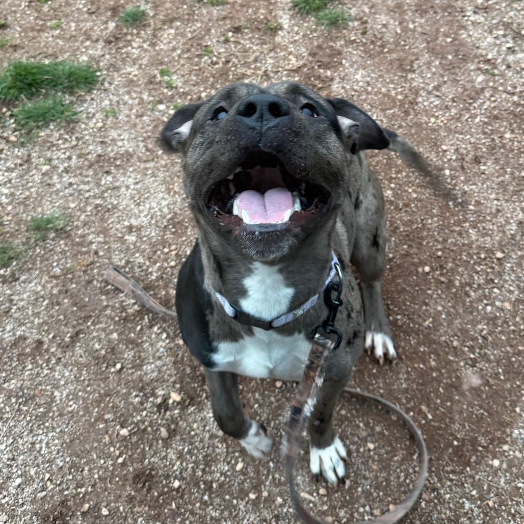 Enlarge Oso, a Adoptable mixed breed in York, PA image 3/6