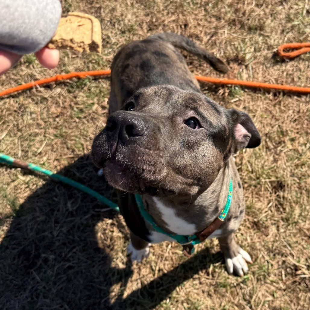 Enlarge Oso, a Adoptable mixed breed in York, PA image 5/6