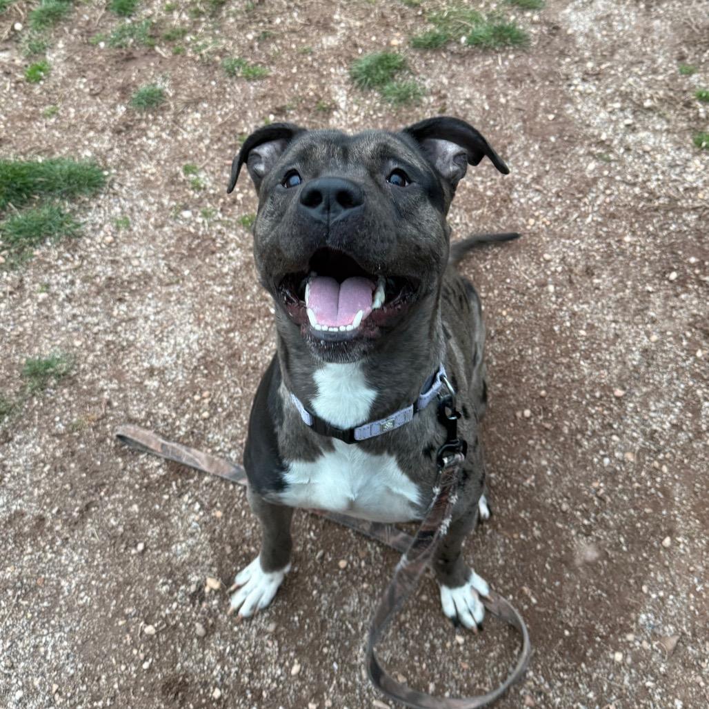 Enlarge Oso, a Adoptable mixed breed in York, PA image 6/6