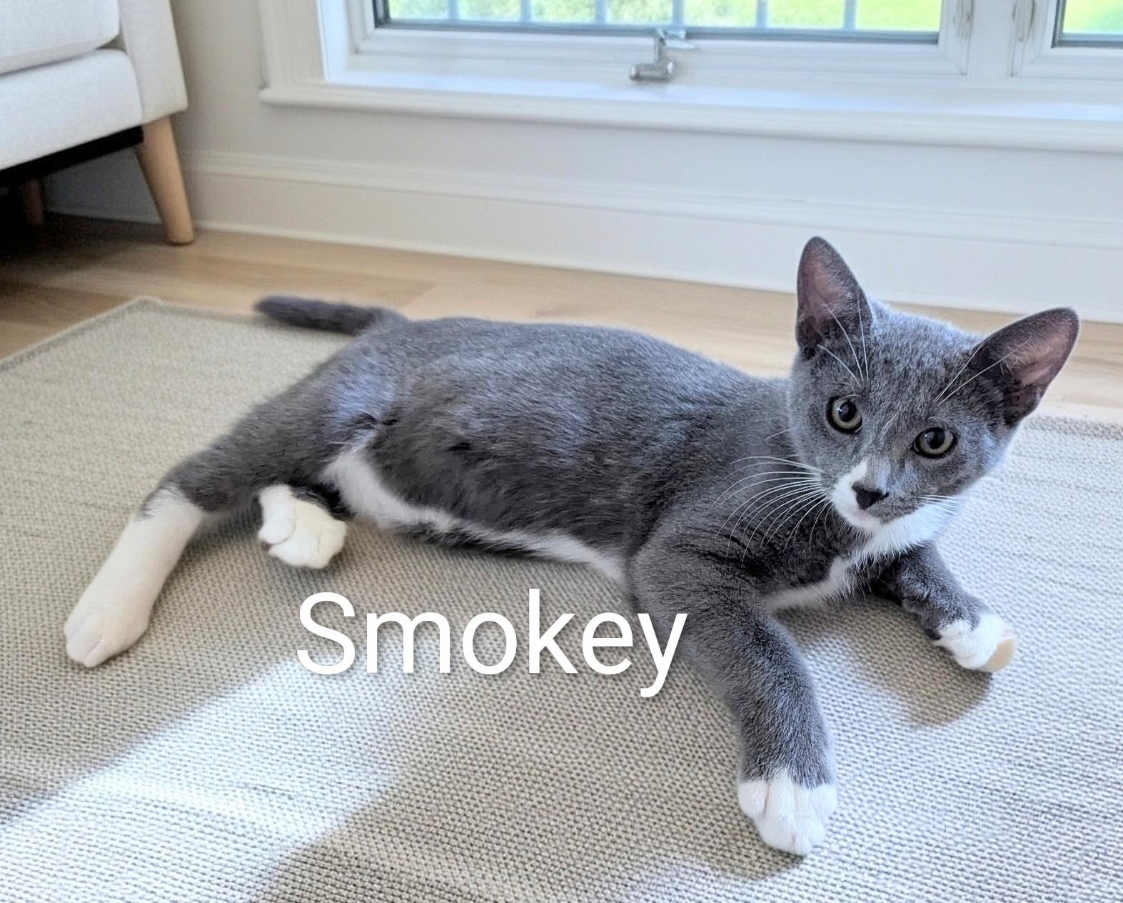 Enlarge Smokey, an adopted Domestic Short Hair in Fort Myers Beach, FL image 1/1