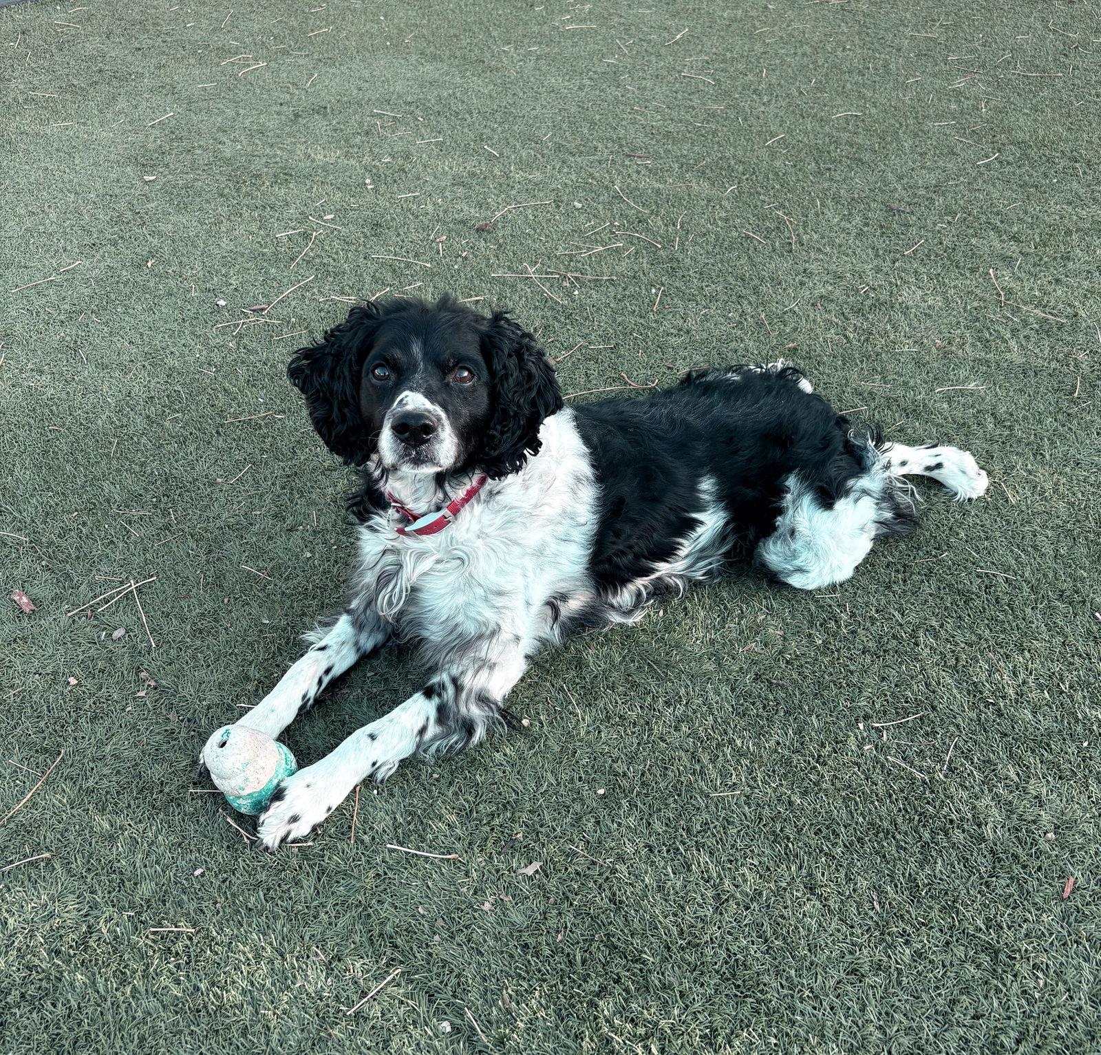 Enlarge CO/Monty, a Adoptable Brittany Spaniel in Denver, CO image 1/3