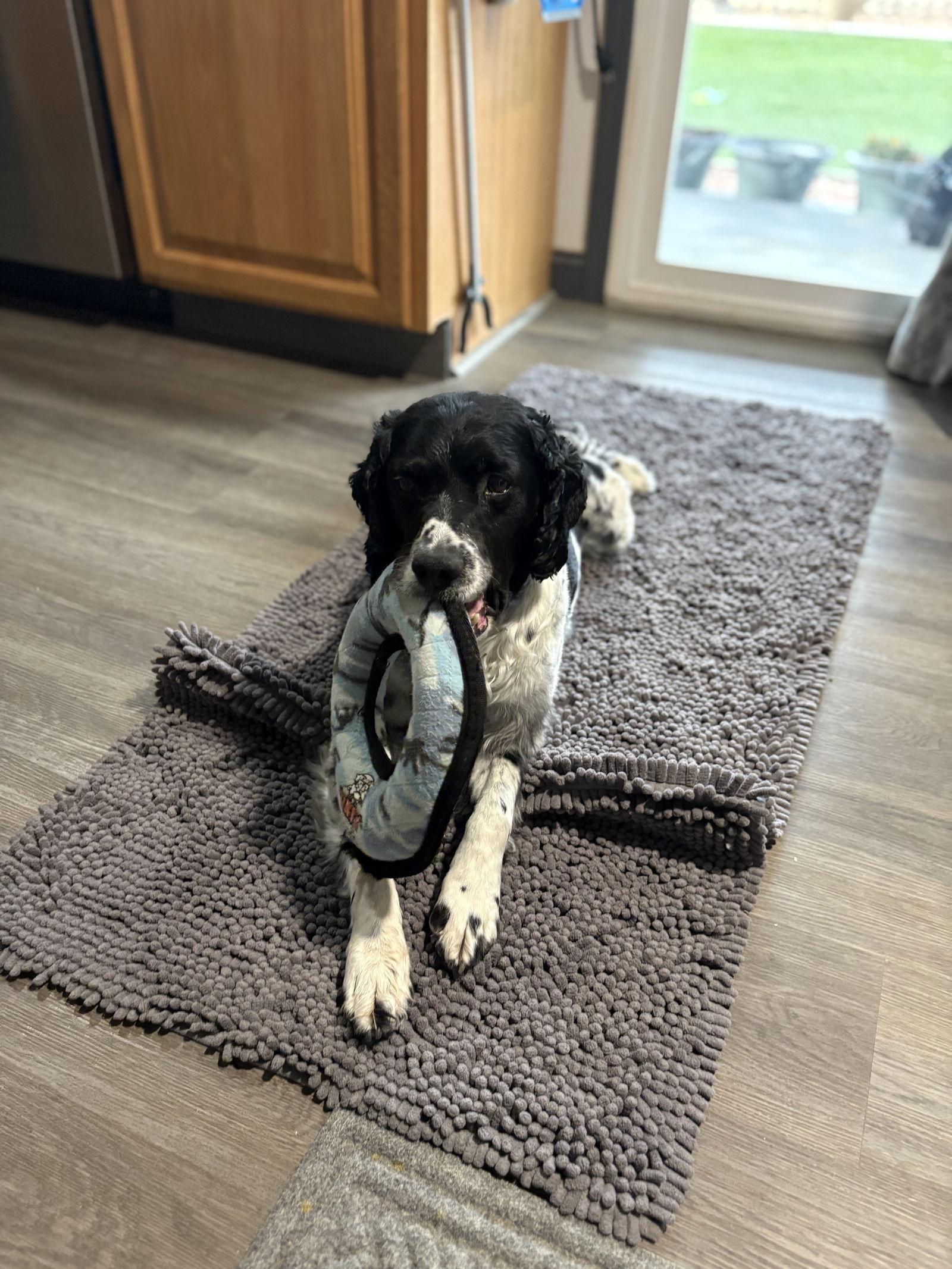 CO/Monty, Adoptable, Senior Male Brittany Spaniel.