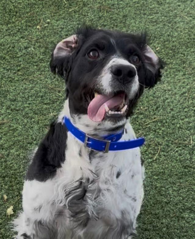 Enlarge CO/Monty, a Adoptable Brittany Spaniel in Denver, CO image 2/3