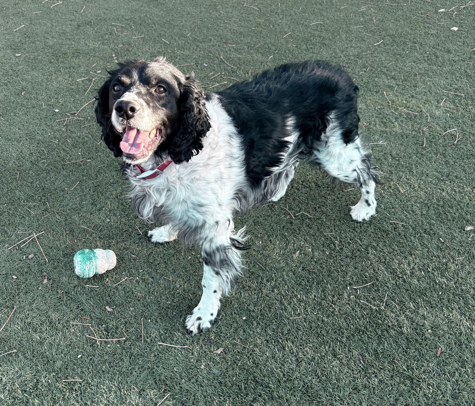 Enlarge CO/Monty, a Adoptable Brittany Spaniel in Denver, CO image 2/3