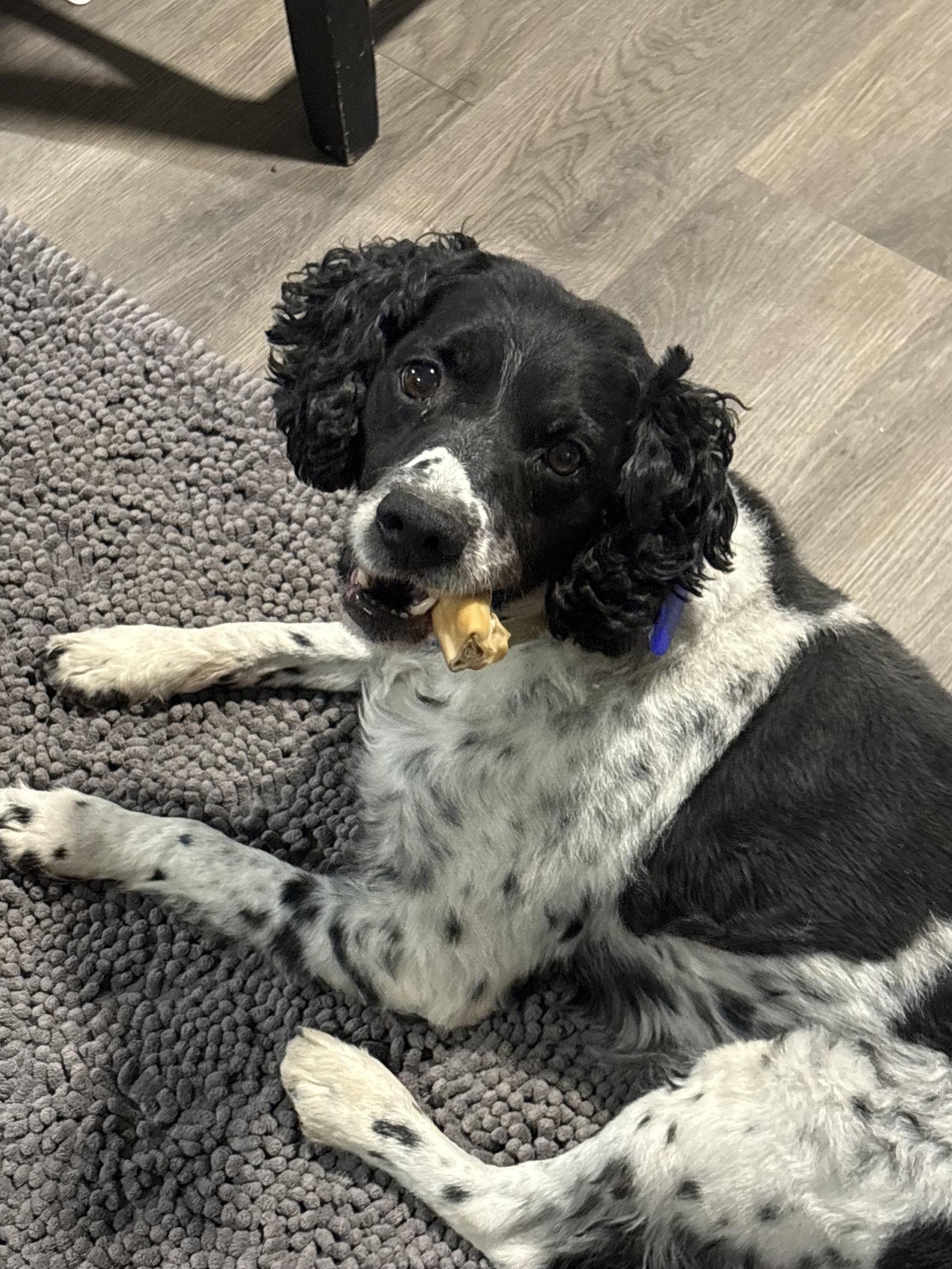 CO/Monty, a Adoptable Brittany Spaniel in Denver, CO image 1/3