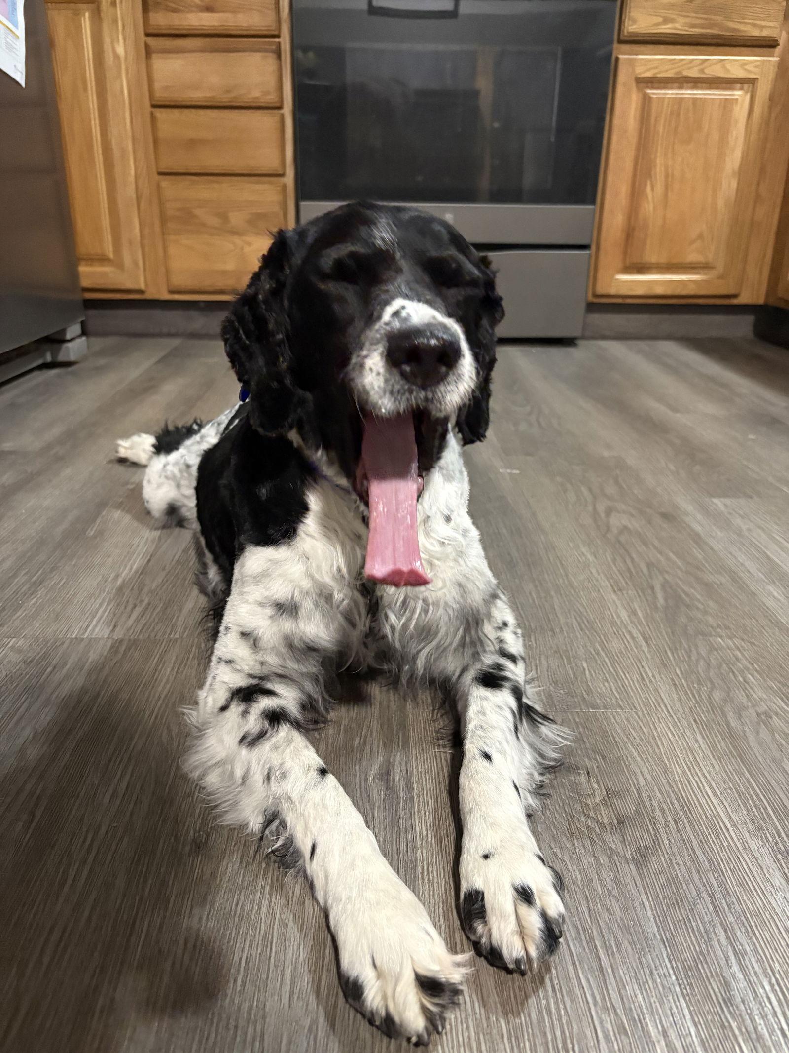 Enlarge CO/Monty, a Adoptable Brittany Spaniel in Denver, CO image 3/3