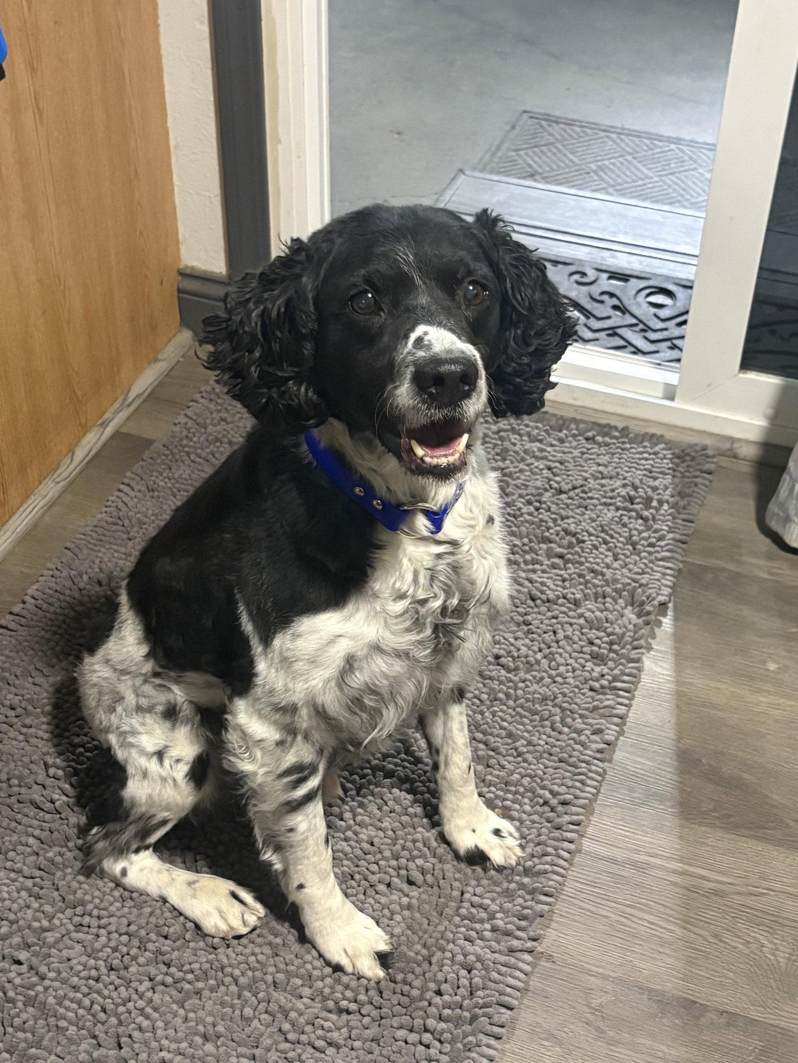 CO/Monty, a Adoptable Brittany Spaniel in Denver, CO image 2/3